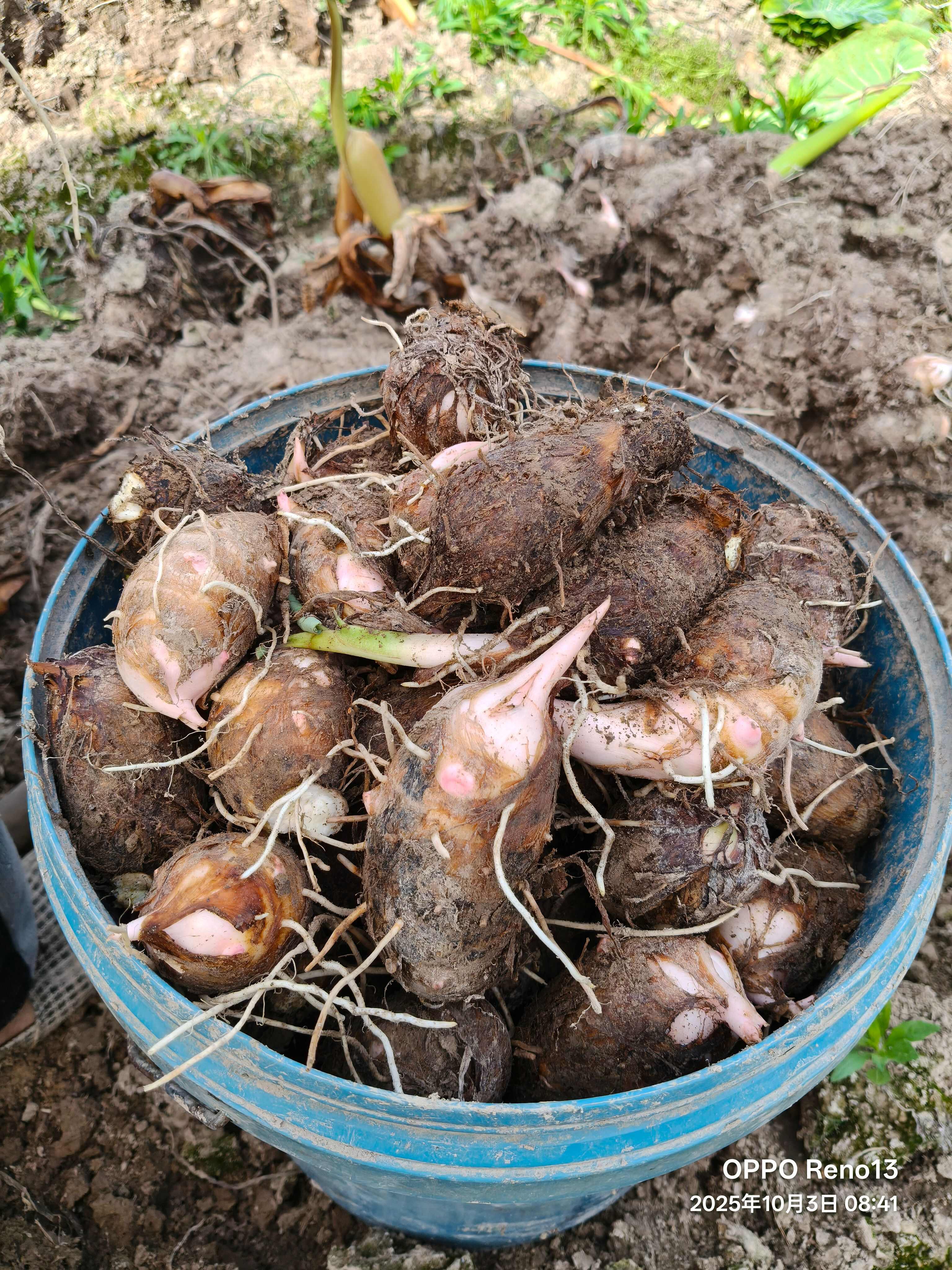 芋头，浙江红芽芋，毛芋，基地直发量大更优惠