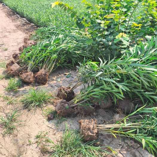 鄢陵县美植袋夹竹桃