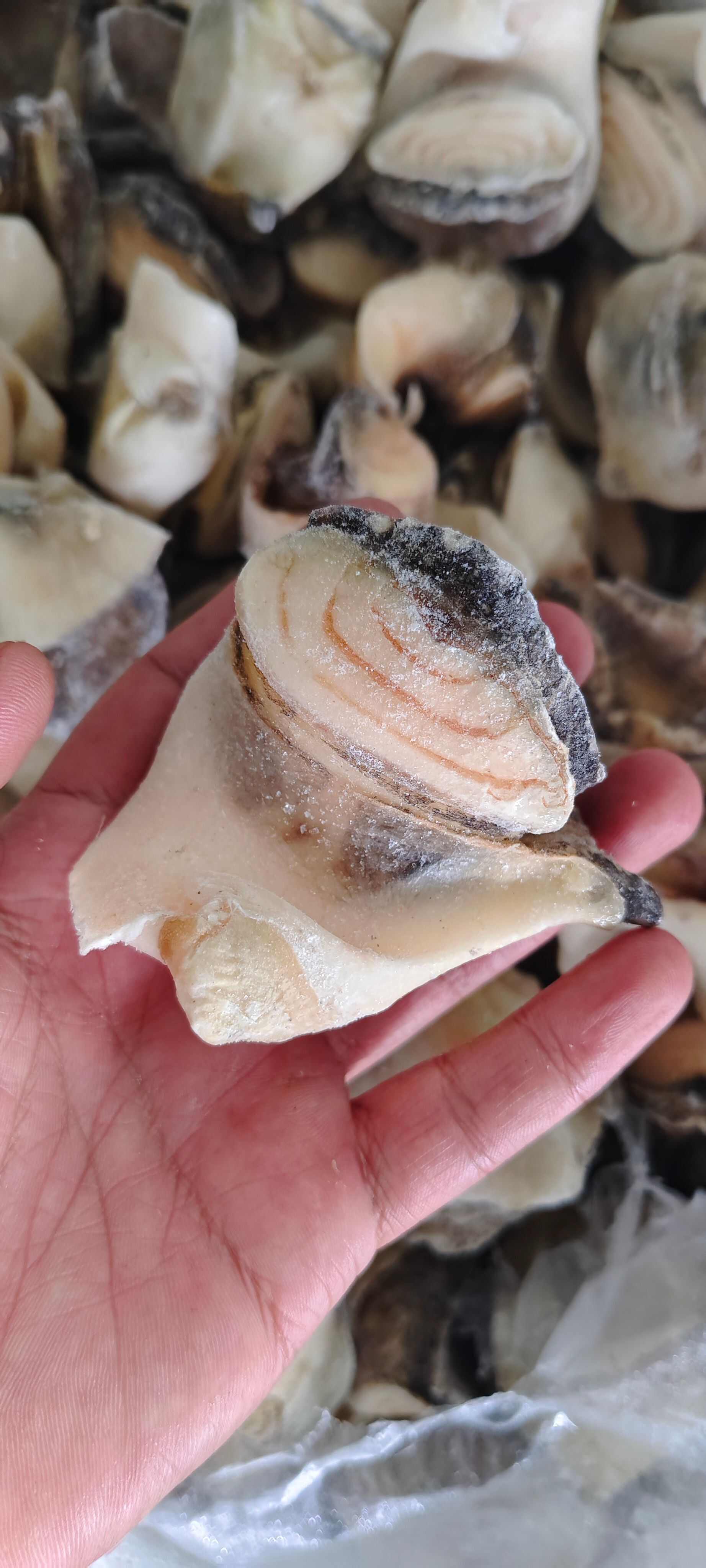 熟冻海螺肉