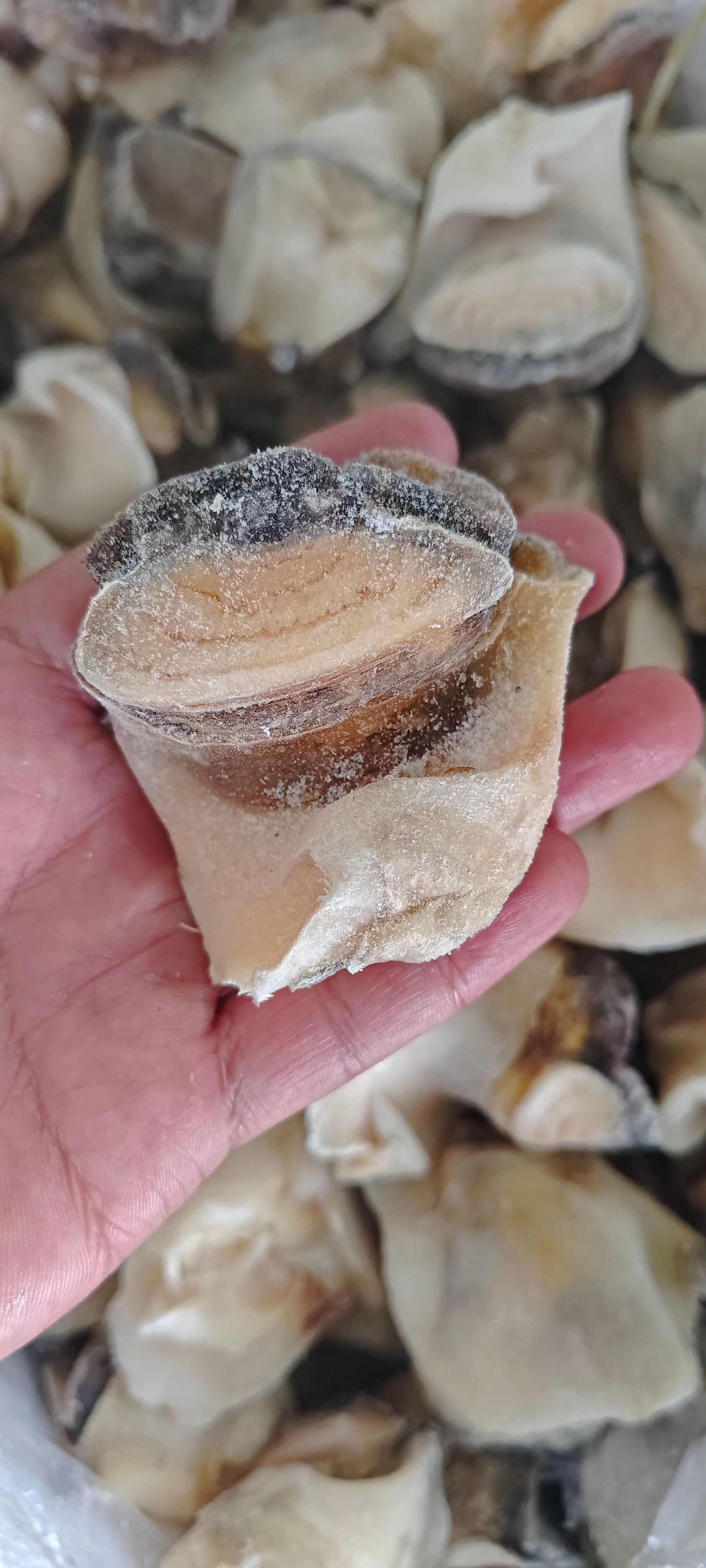 熟冻海螺肉
