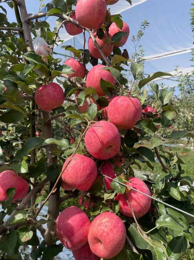 红富士苹果