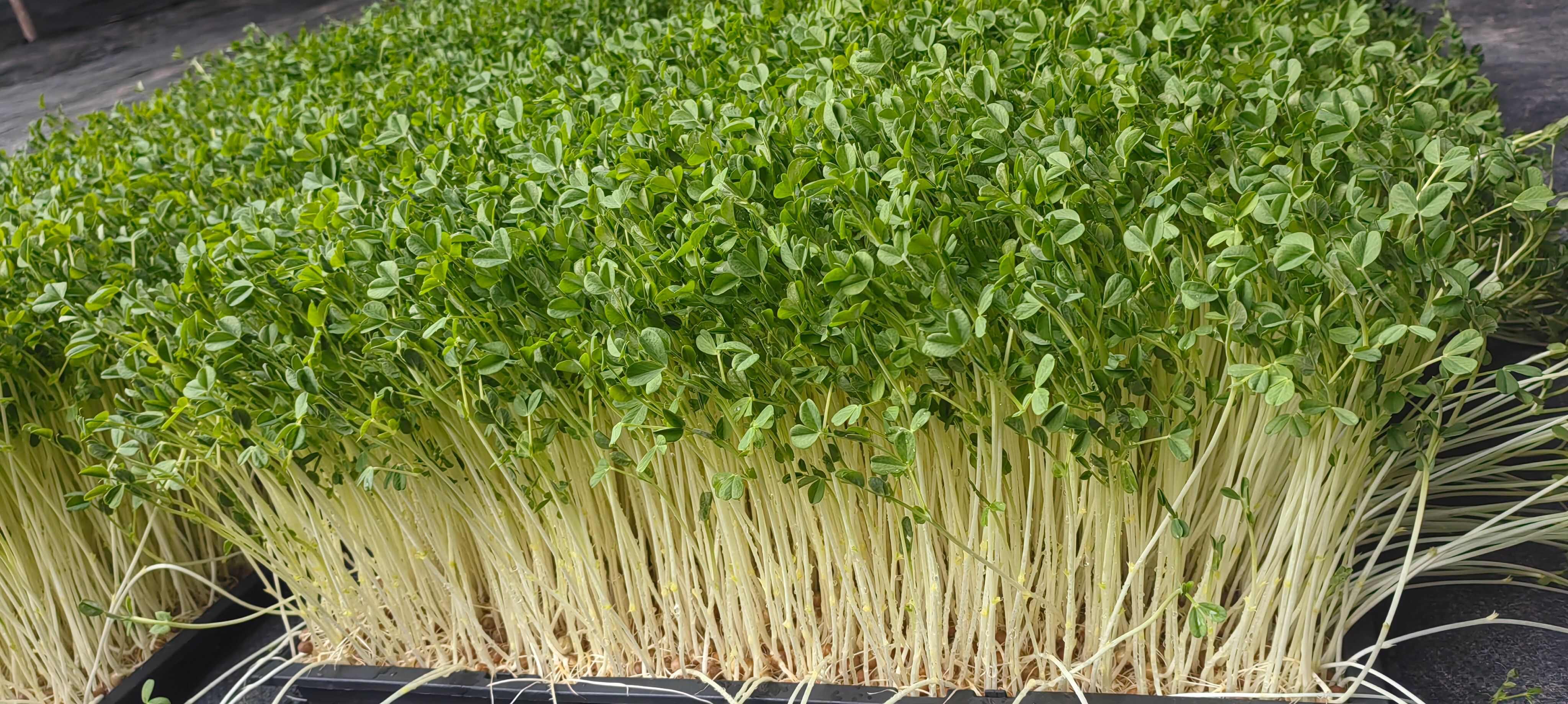 大叶豌豆苗，纤维少口感很好