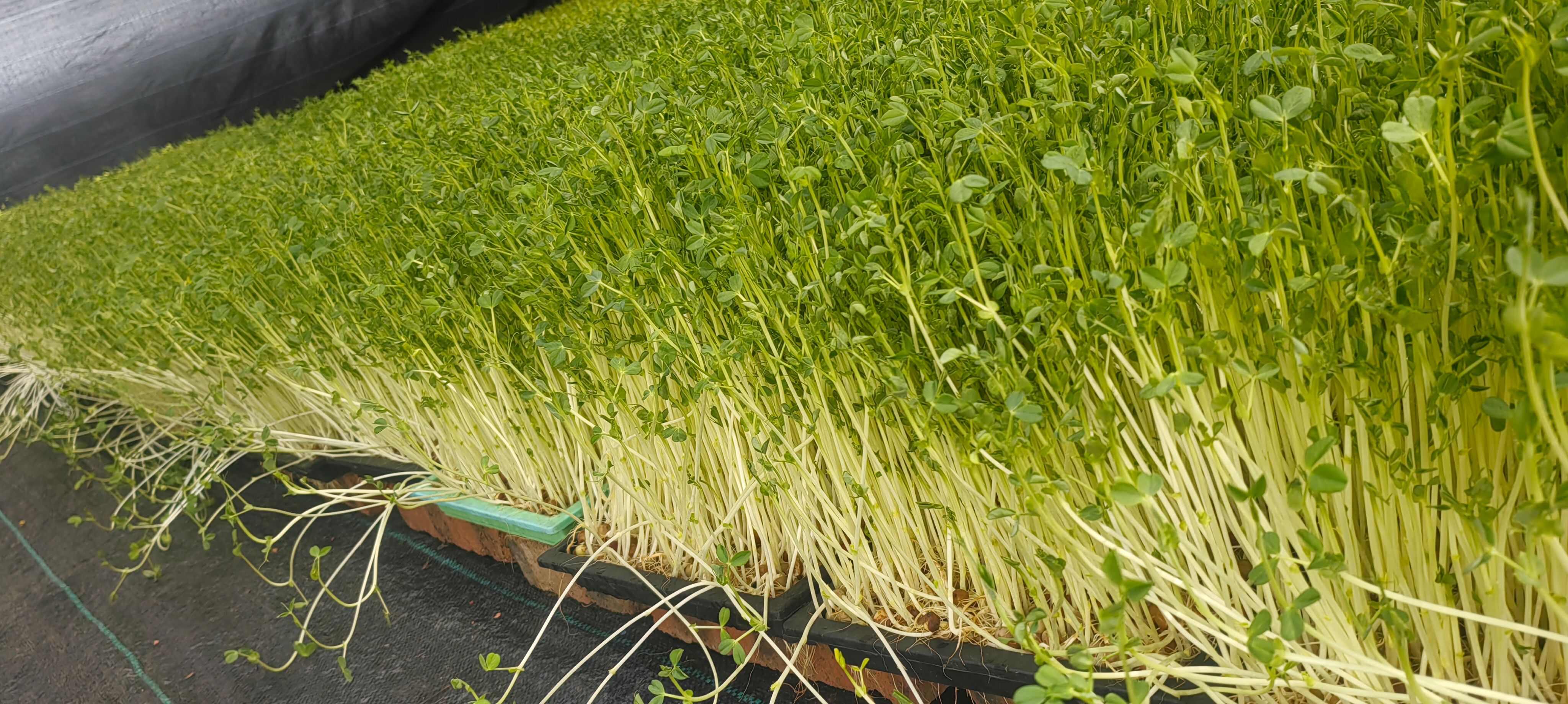 大叶豌豆苗，纤维少口感很好