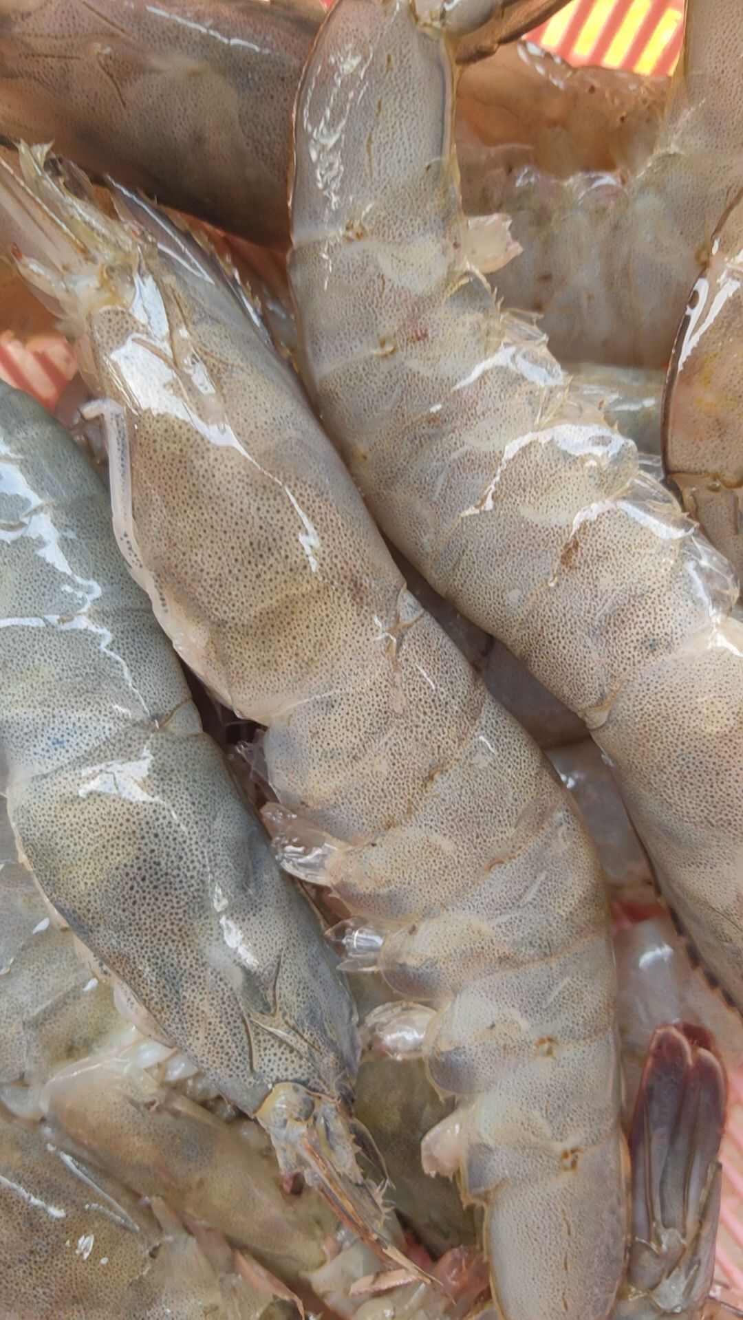 白虾