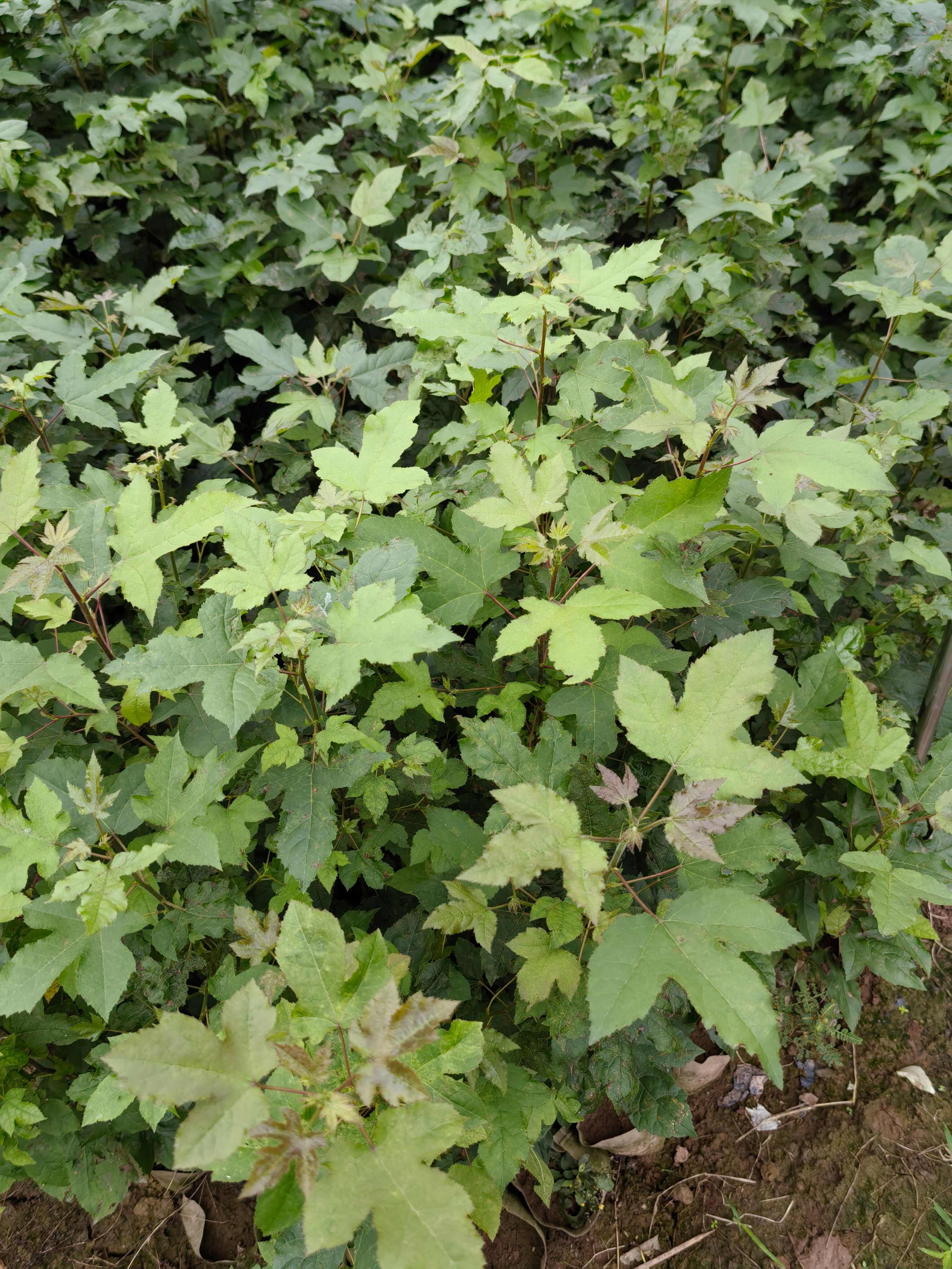 重庆市江津区枫香（杯苗）提供技术指导  手续齐全