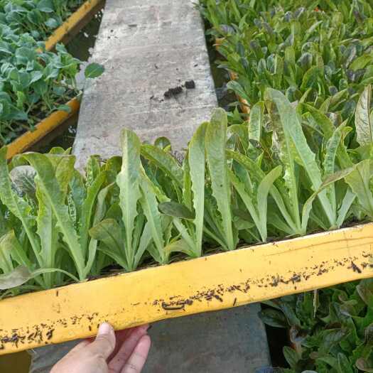 通海县云南优选莴笋苗，欢迎全国各地询问与采购