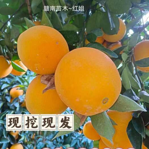 安远县赣南脐橙苗，纽荷尔脐橙苗，血橙苗