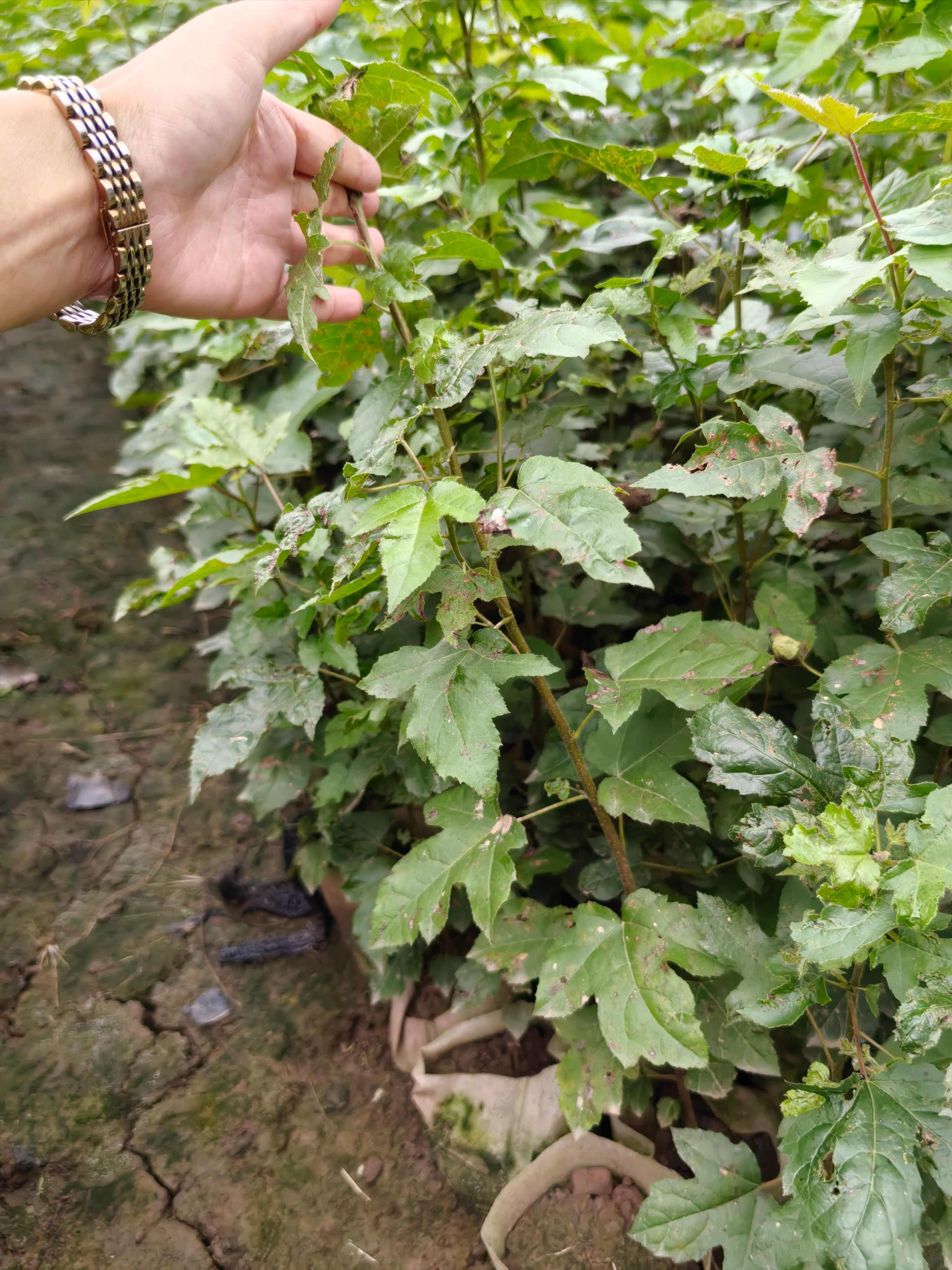 重庆市江津区枫香（杯苗）提供技术指导  手续齐全