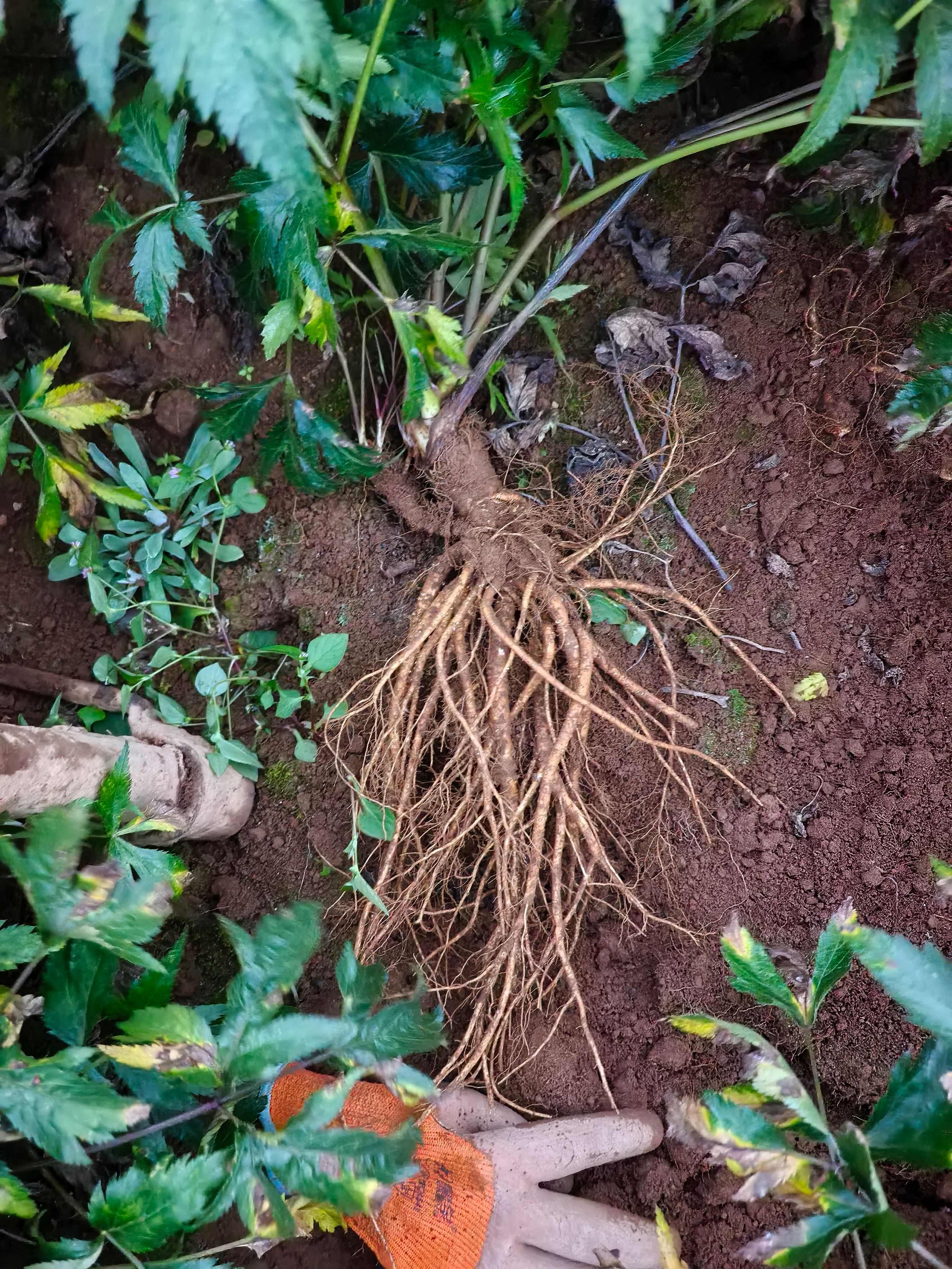 甘洛县现挖甜当归，小头长根条，