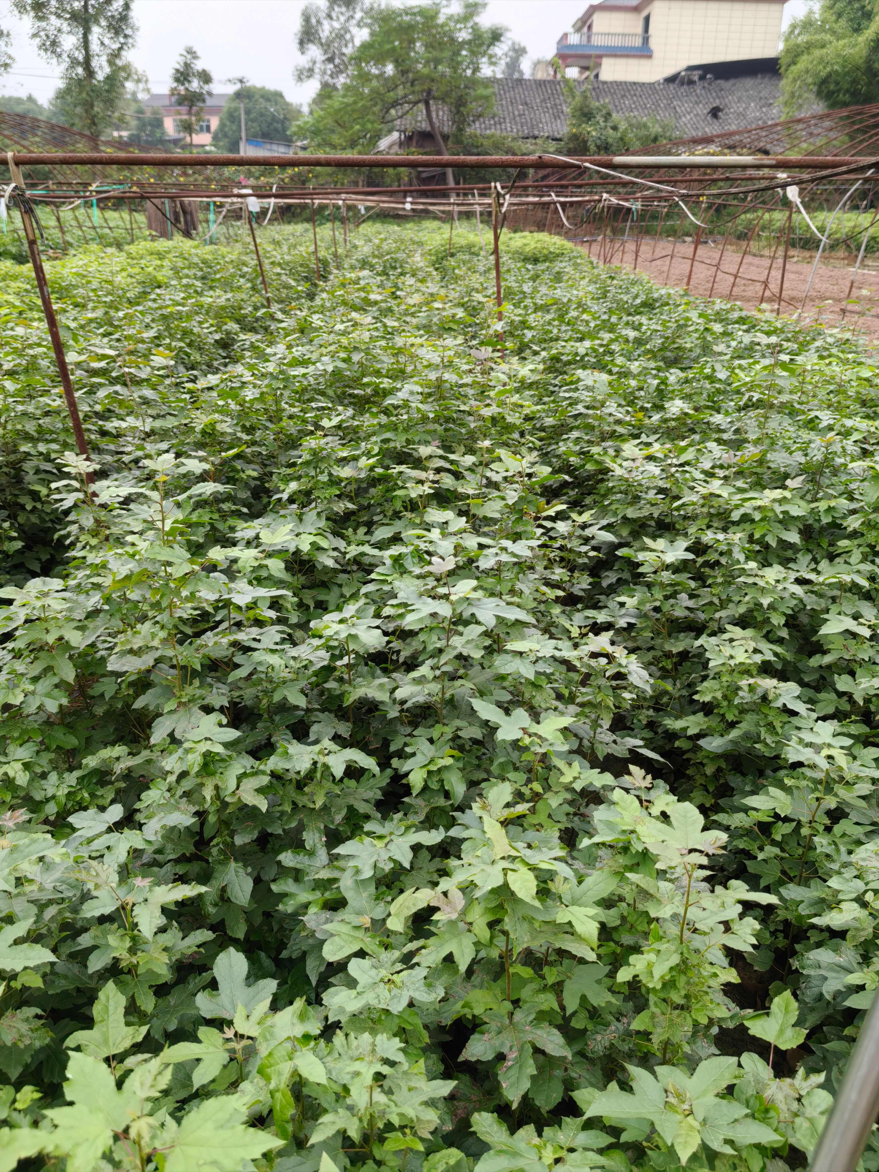 重庆市江津区枫香（杯苗）提供技术指导  手续齐全