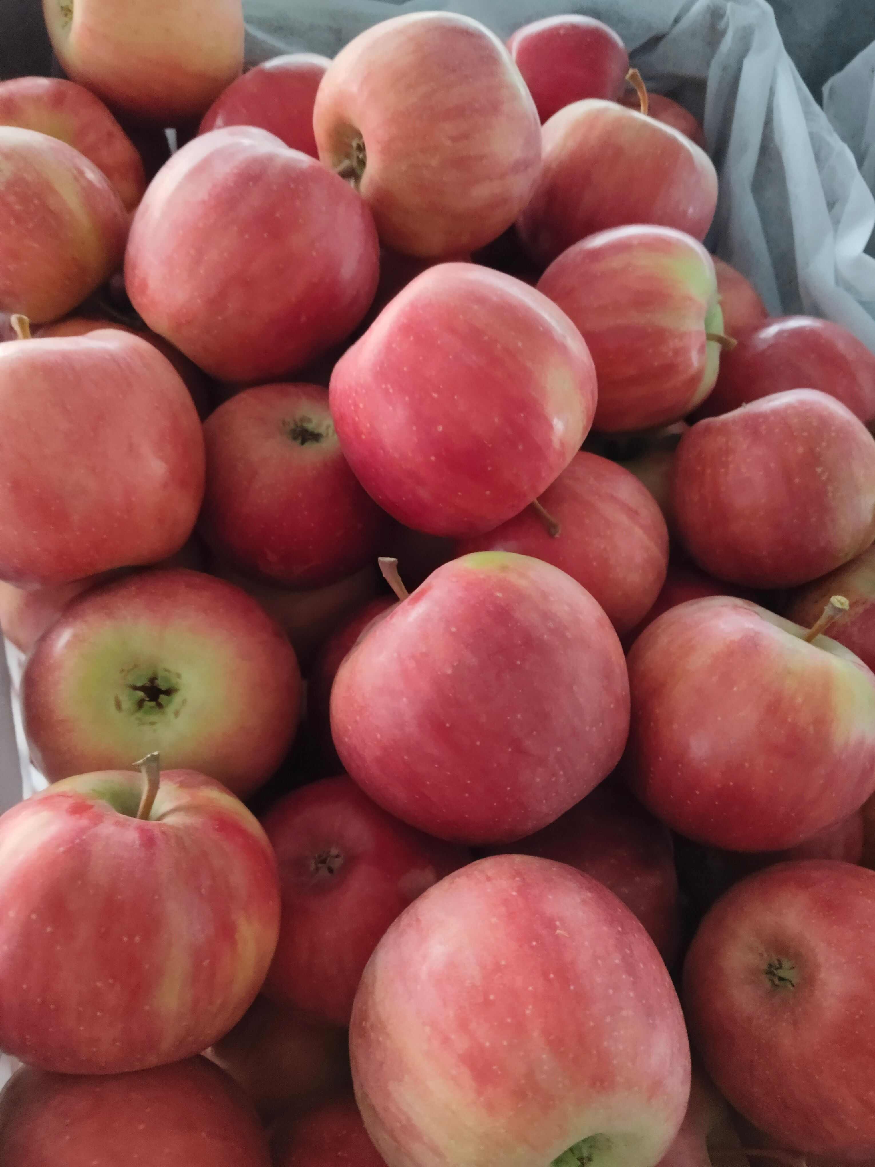 出售新苹红苹果