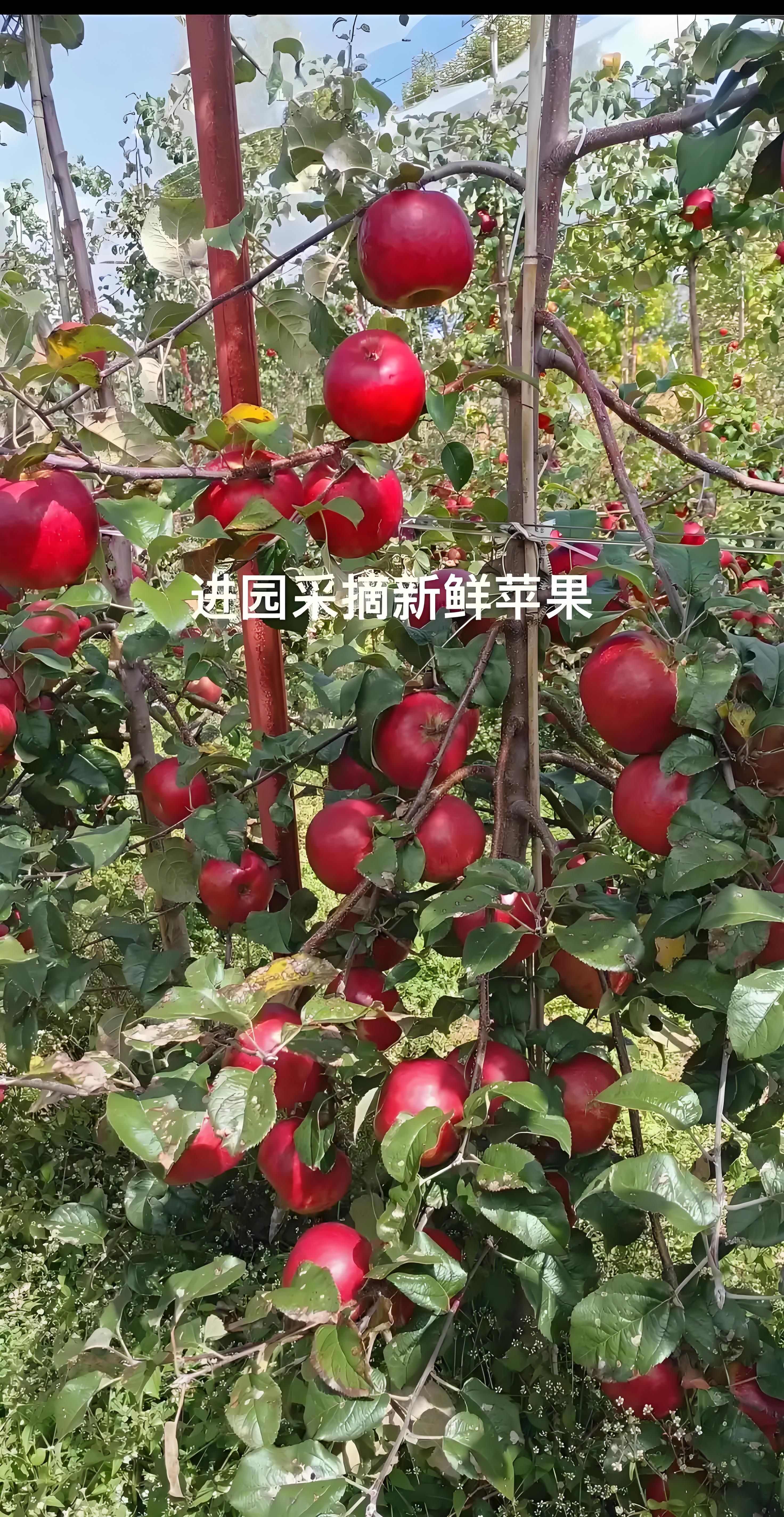 秦脆苹果