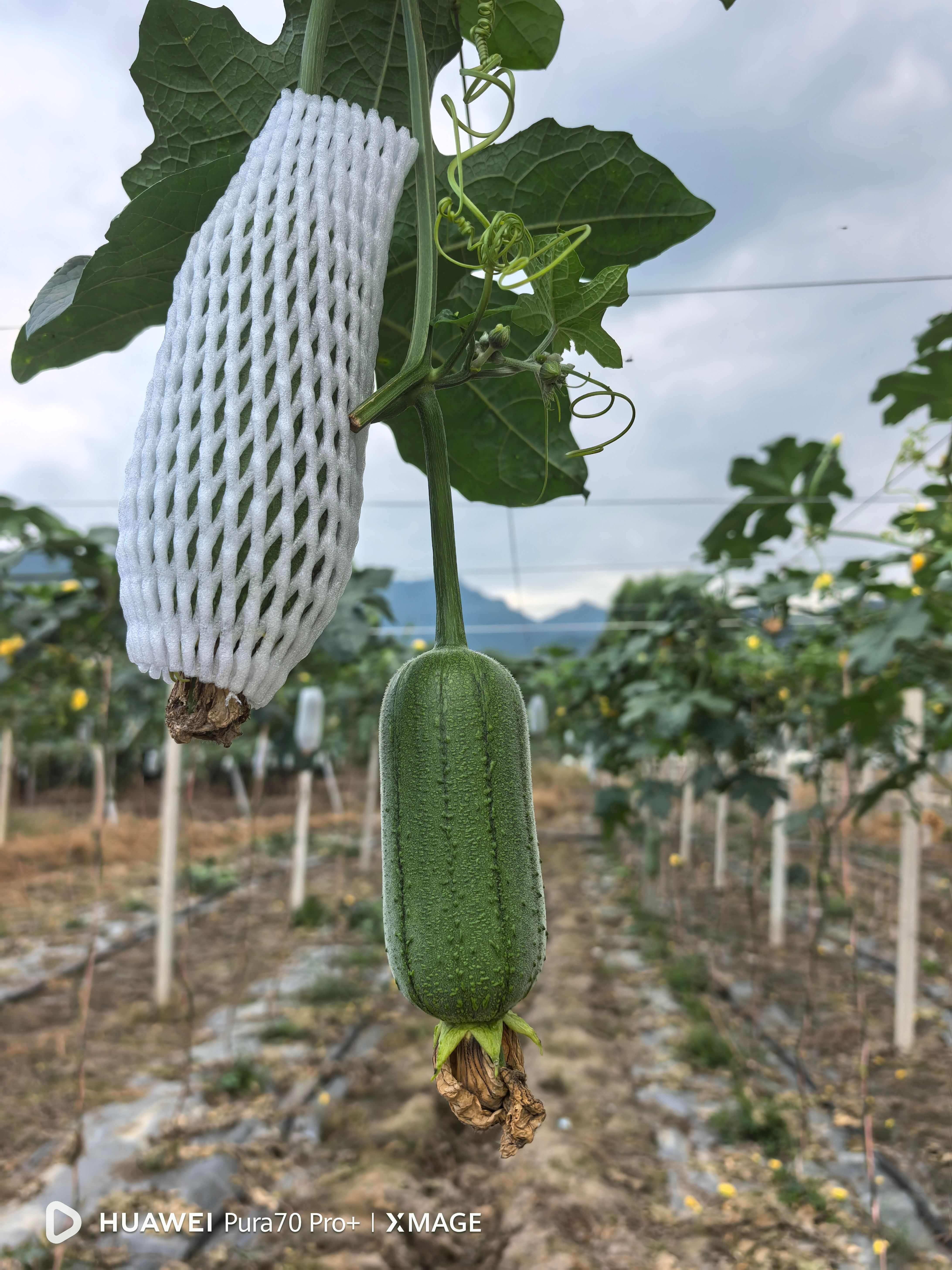 广西桂林青丝肉瓜