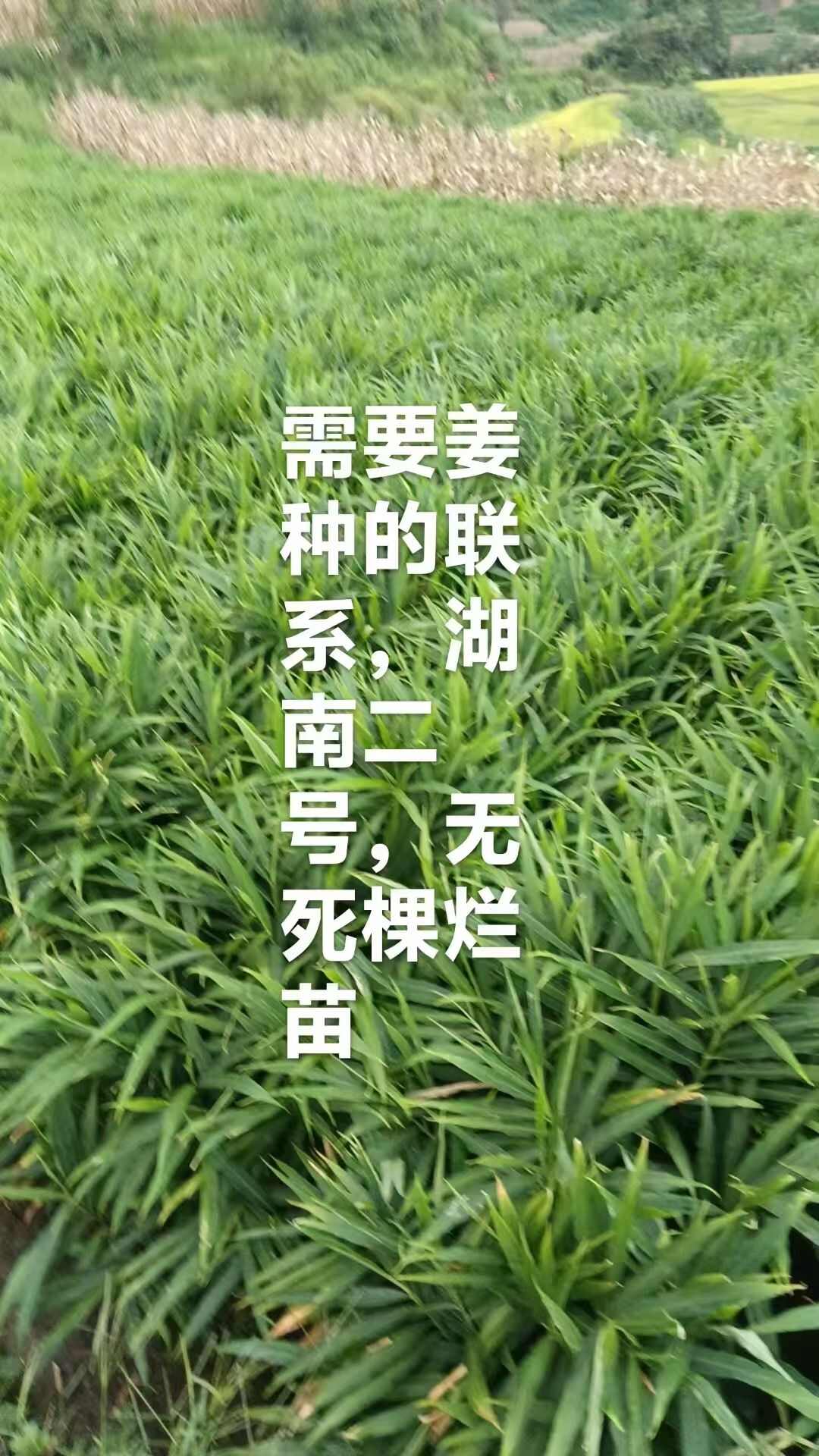 湖南二号姜