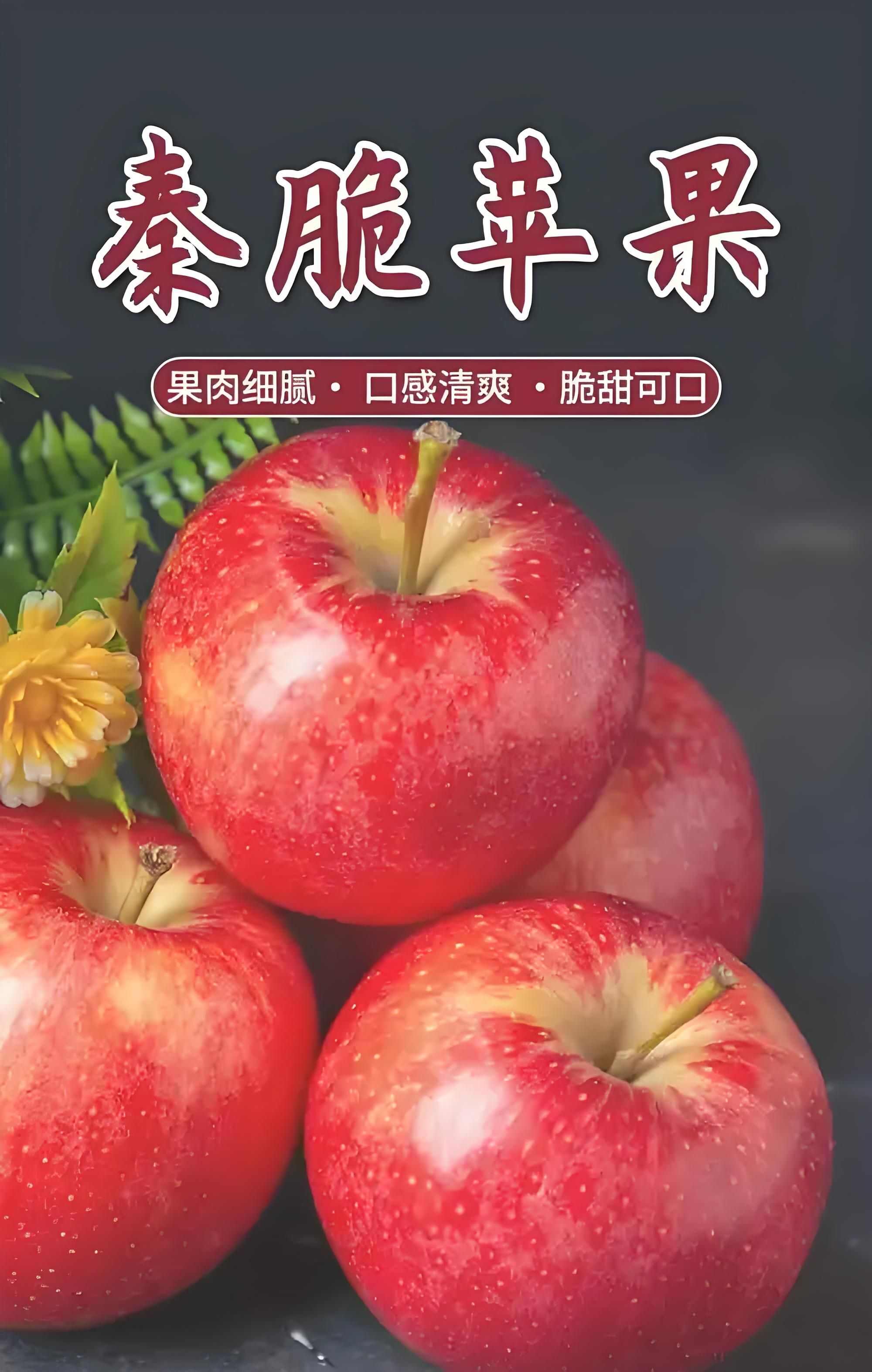 秦脆苹果