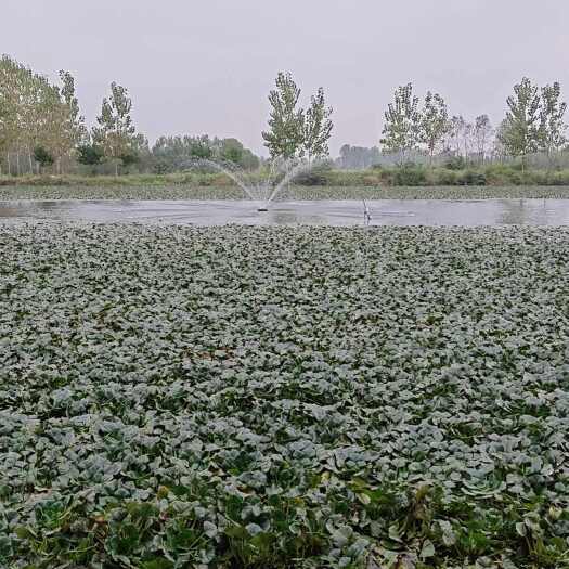 正阳县河南正阳新鲜菱角 产地直发 水生蔬菜优质货源