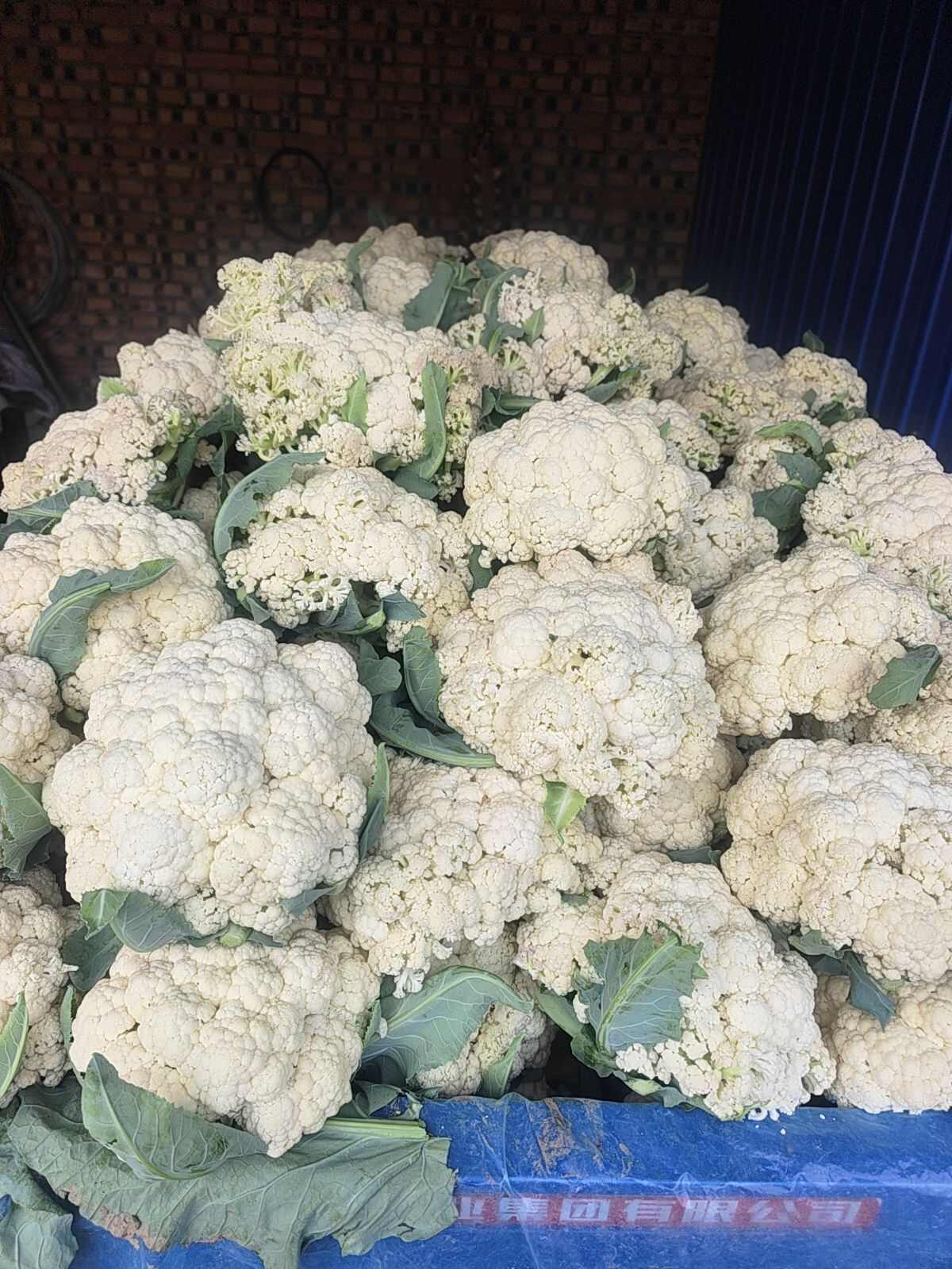 天津武清白花菜花 新鲜蔬菜批发