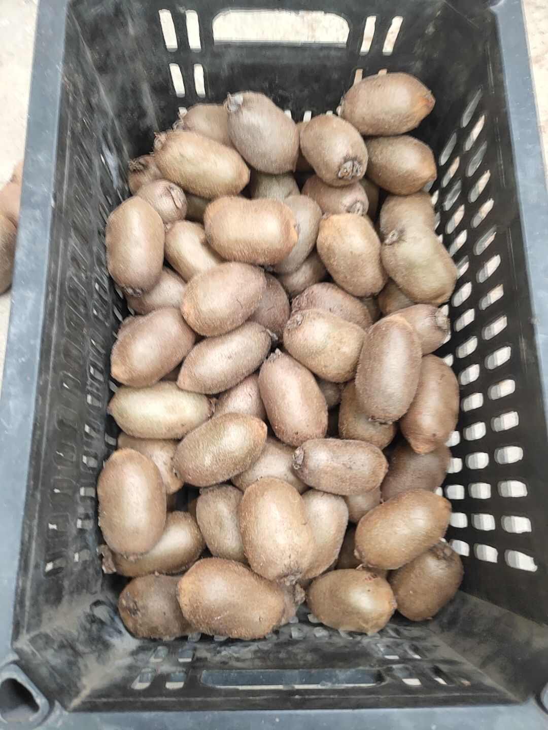 金福弥猴桃熟软期慢长，不易烂坏，甜香可口，现售60克左右。