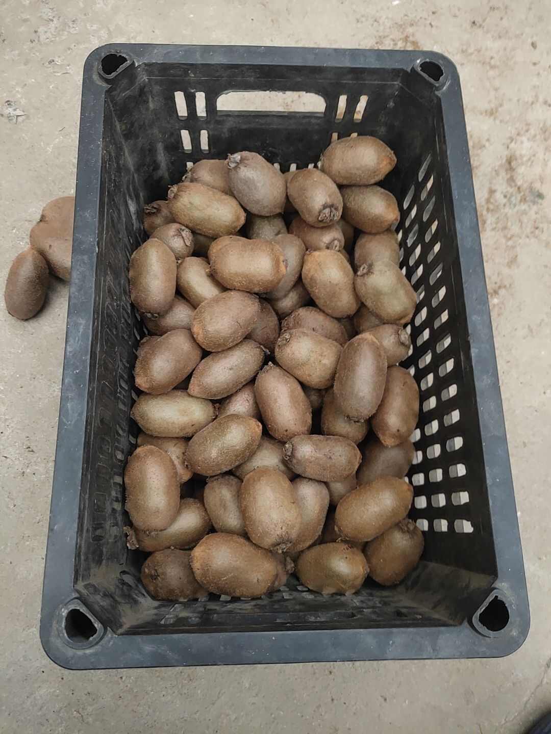 金福弥猴桃熟软期慢长，不易烂坏，甜香可口，现售60克左右。