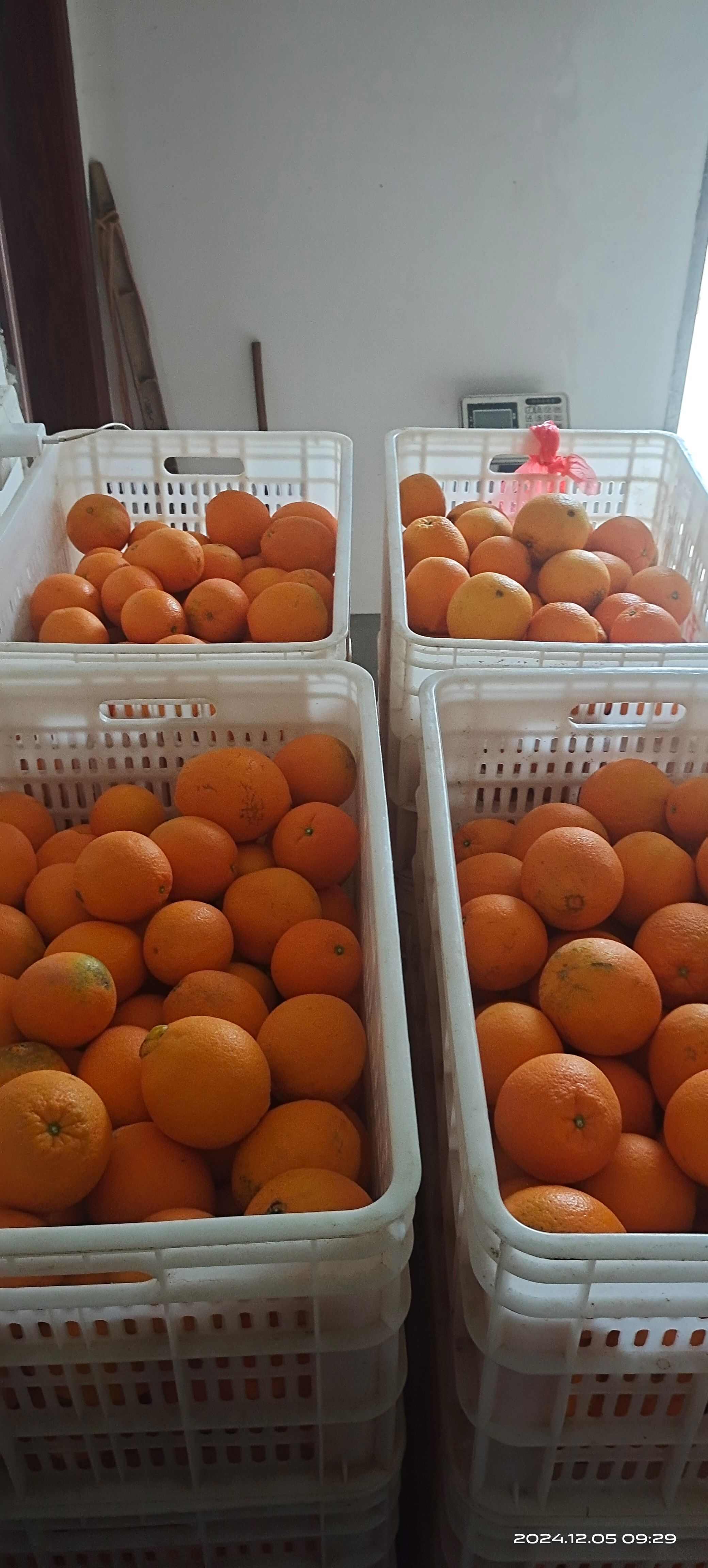 江西赣南信丰脐橙，鲜果采摘发货。