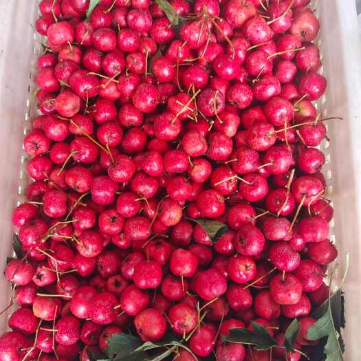 费县甜红子山楂