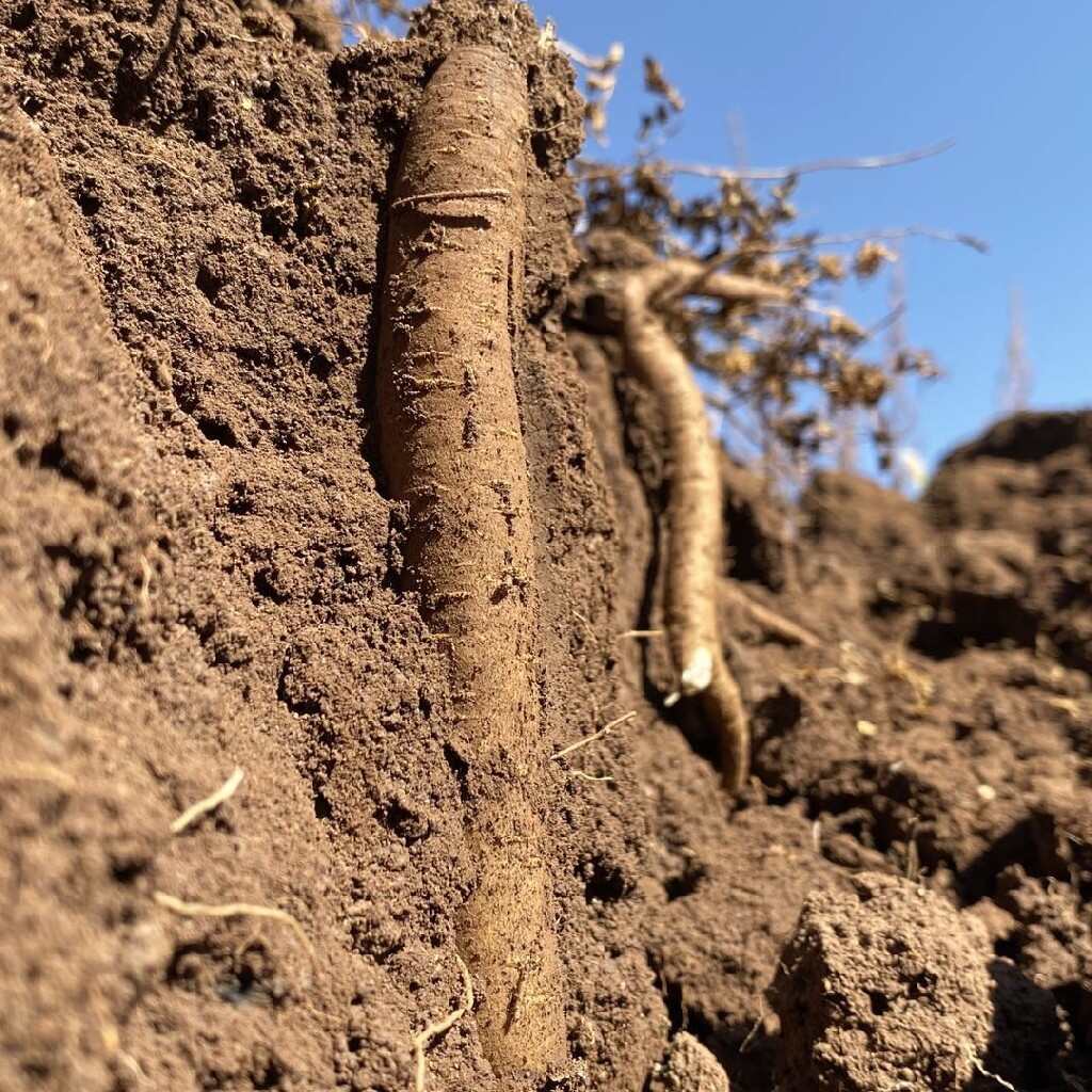 藏区高山甜当归整根无熏无硫自然晒干