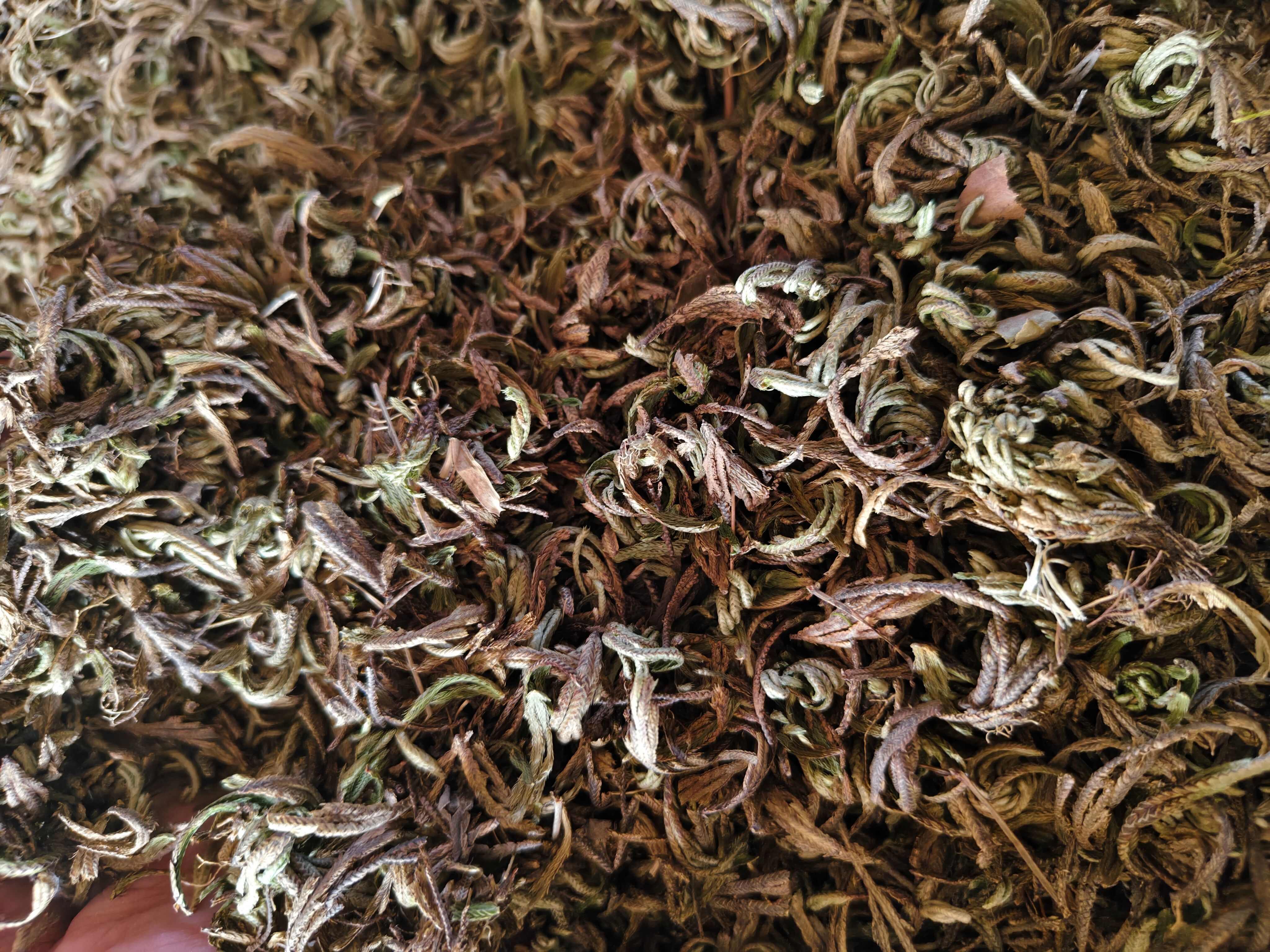 卷柏 干净无杂卷柏切段 批发零售