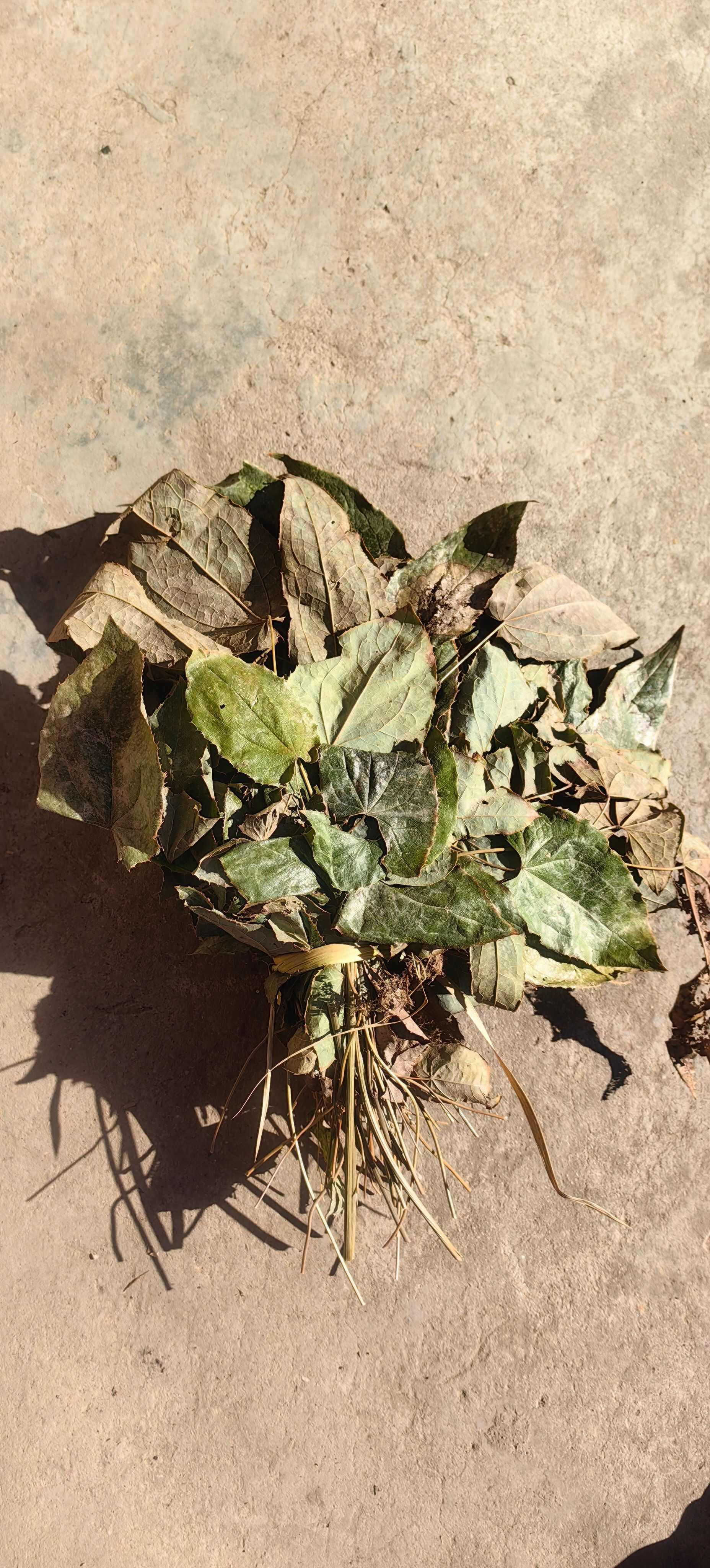 淫羊藿