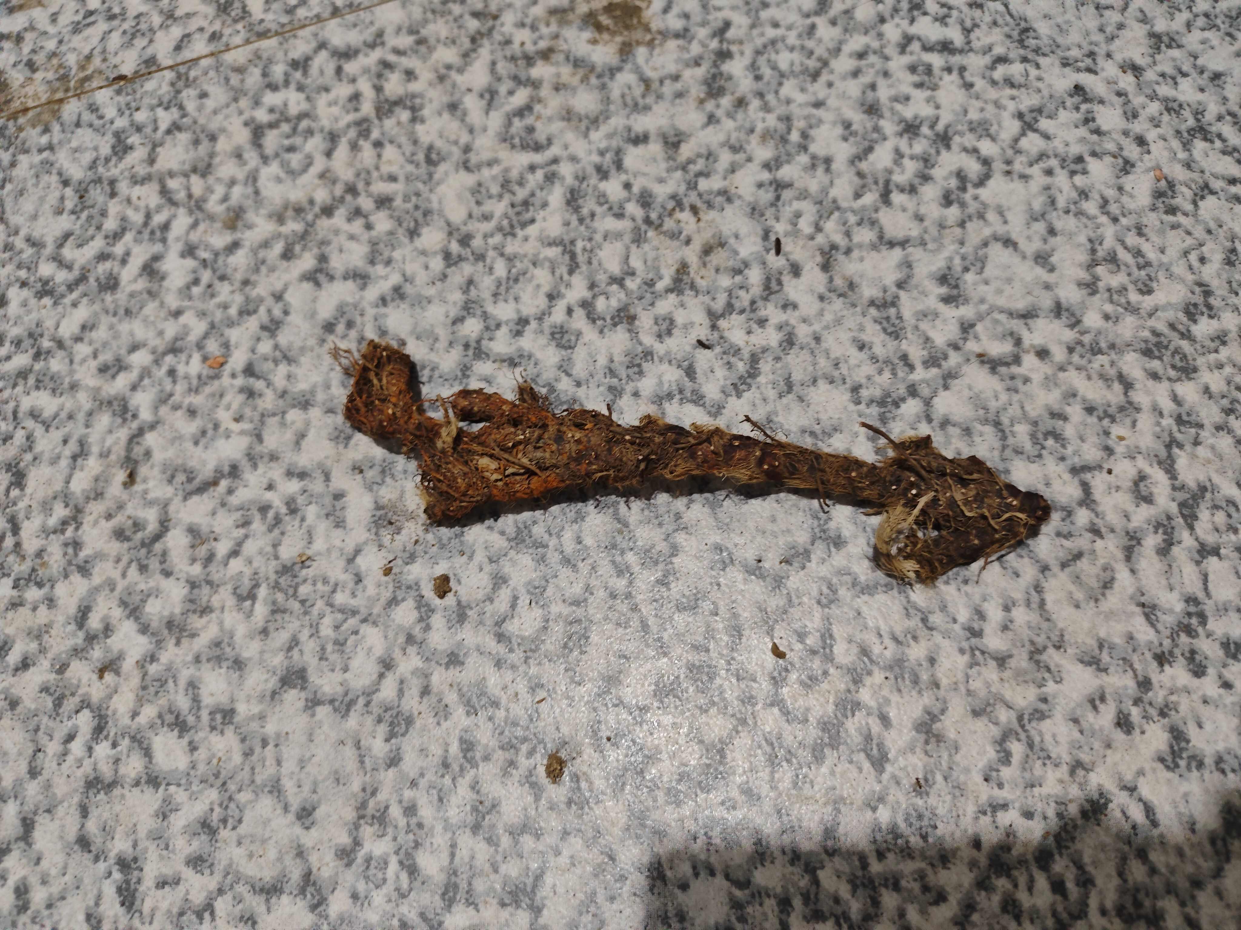 石菖蒲