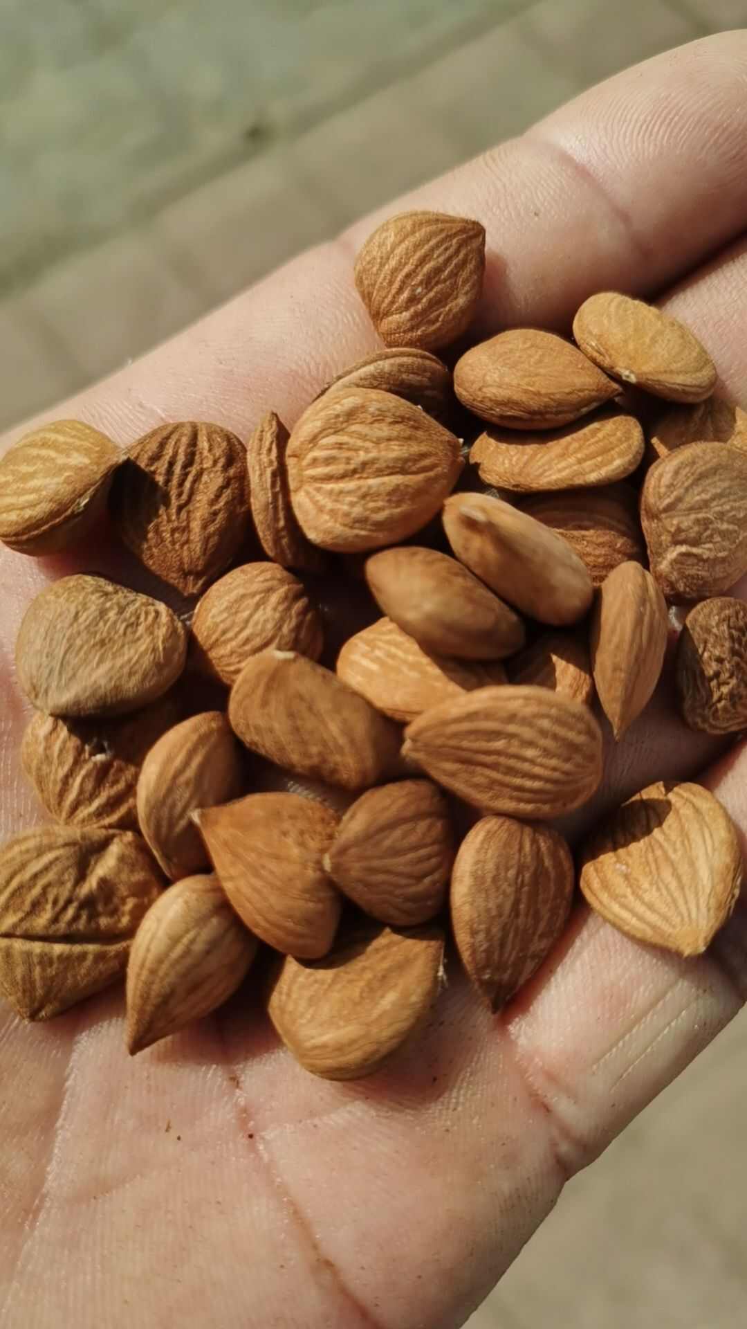 红白粮