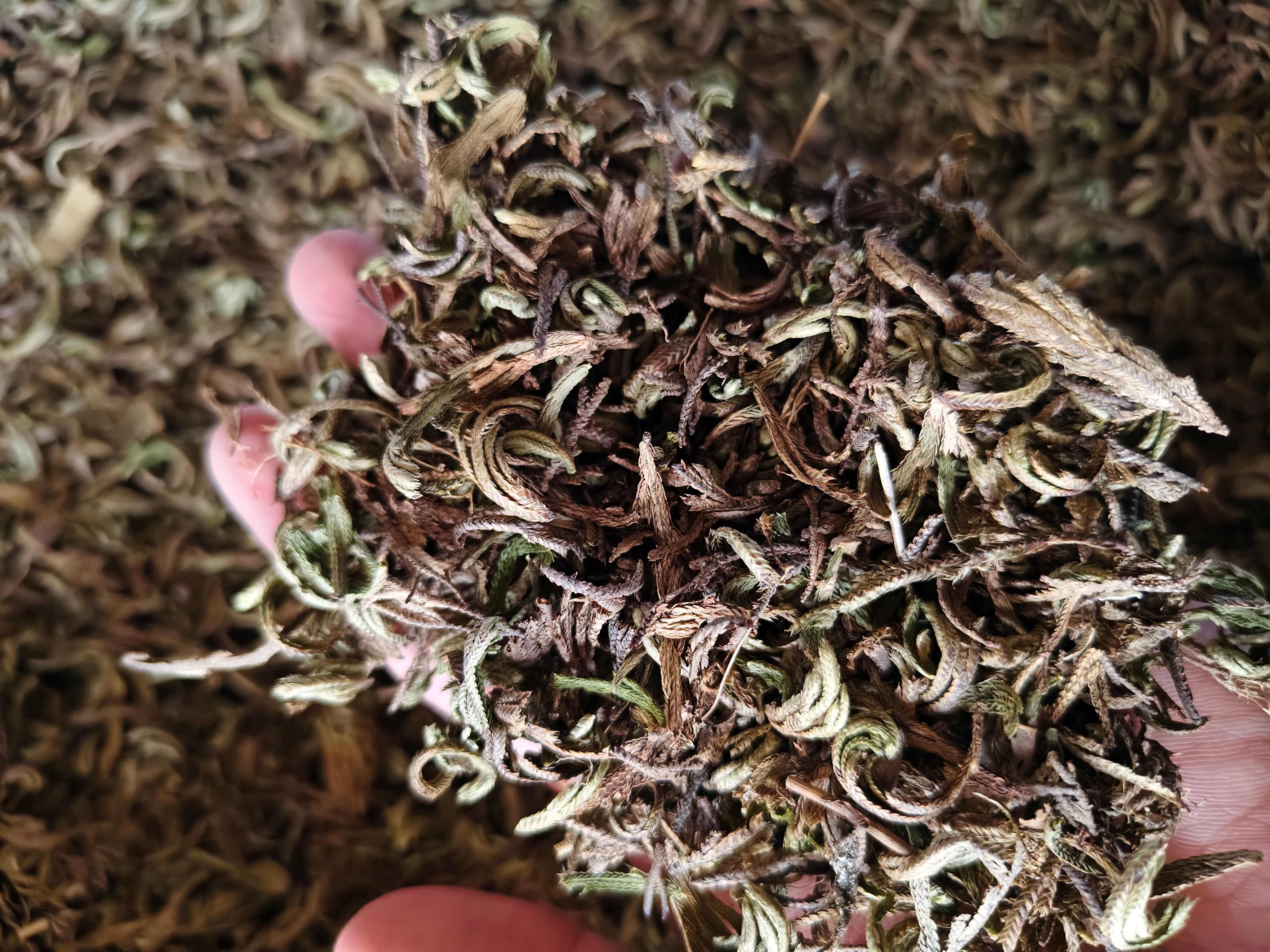 卷柏 干净无杂卷柏切段 批发零售