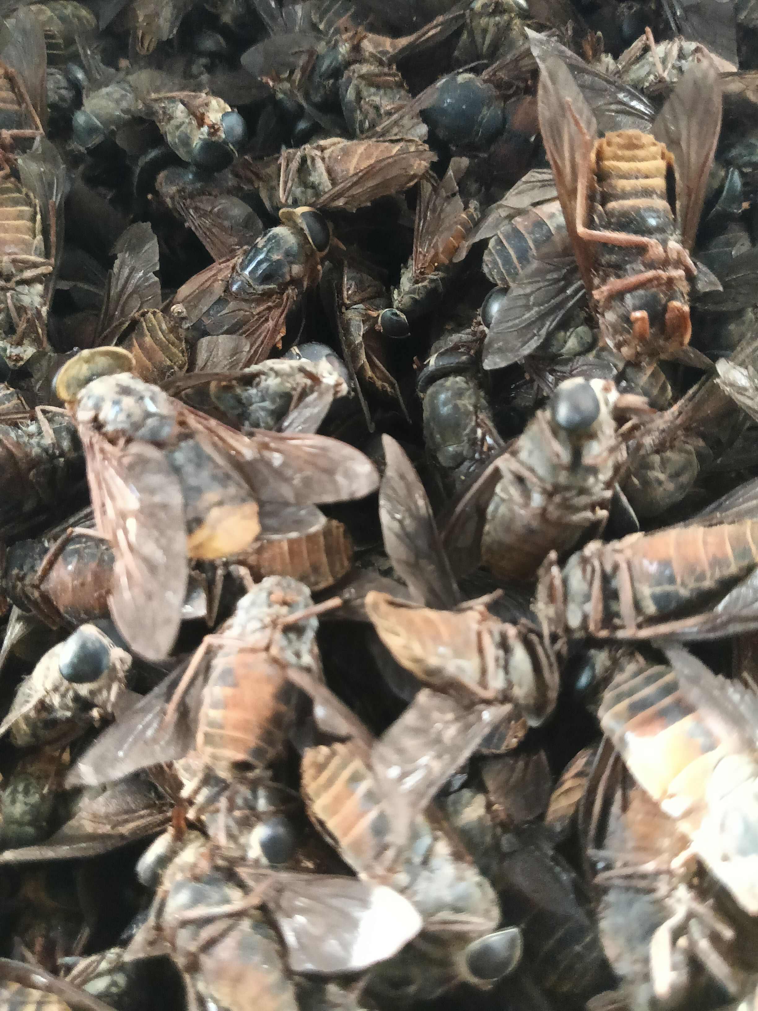 正品大牛虻虫