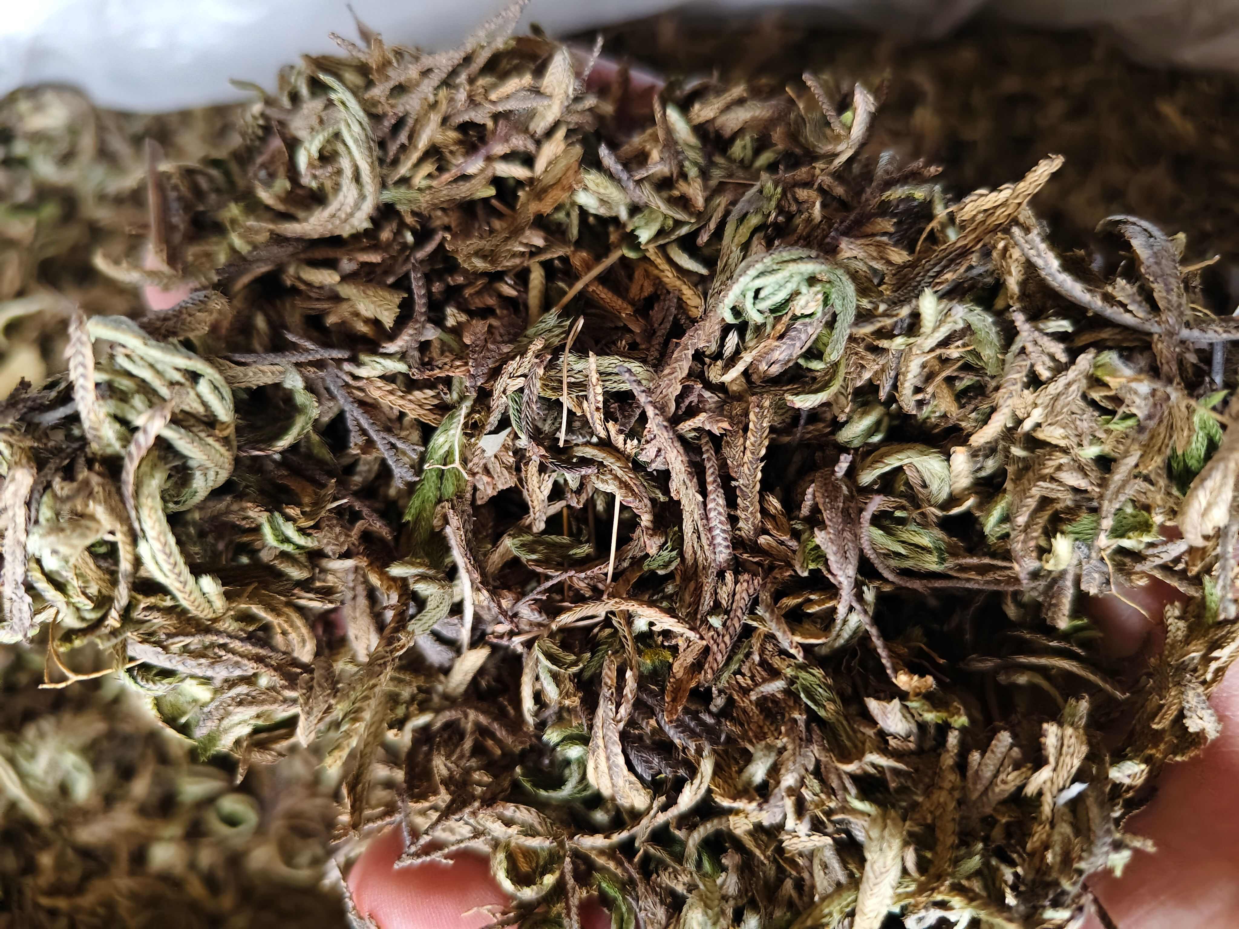卷柏 干净无杂卷柏切段 批发零售