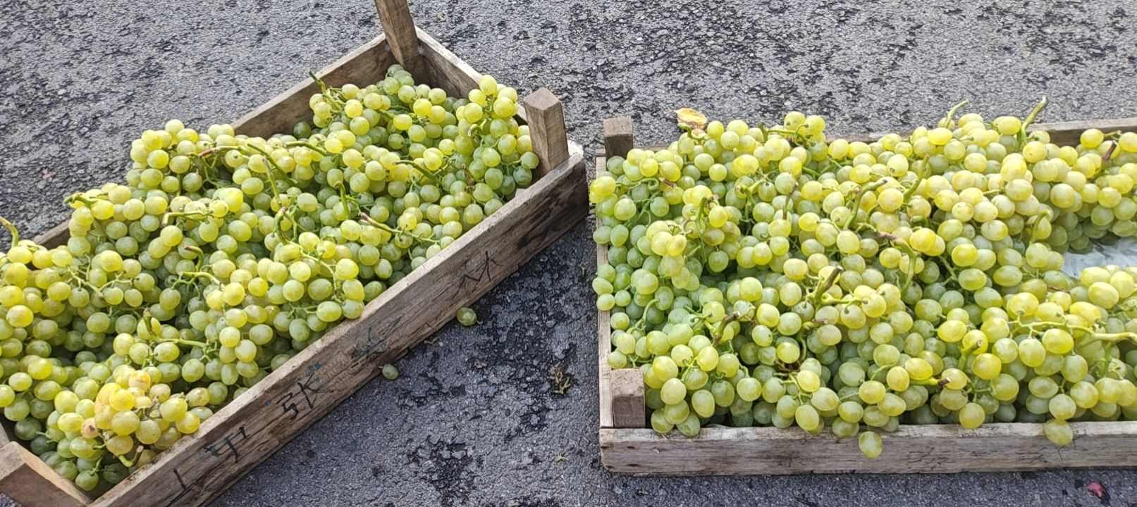 皮薄，甜无核