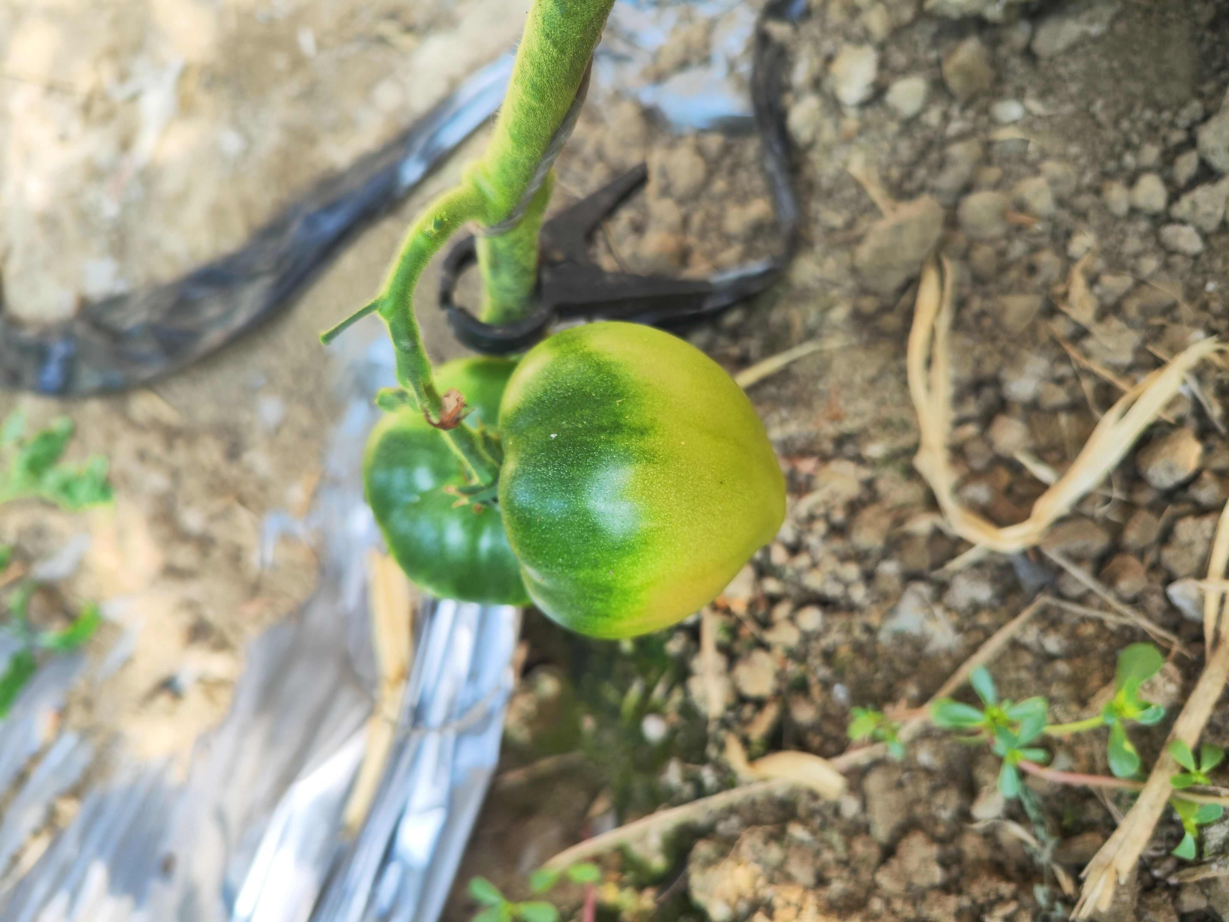 草莓西红柿  大果绿腚口感西红柿