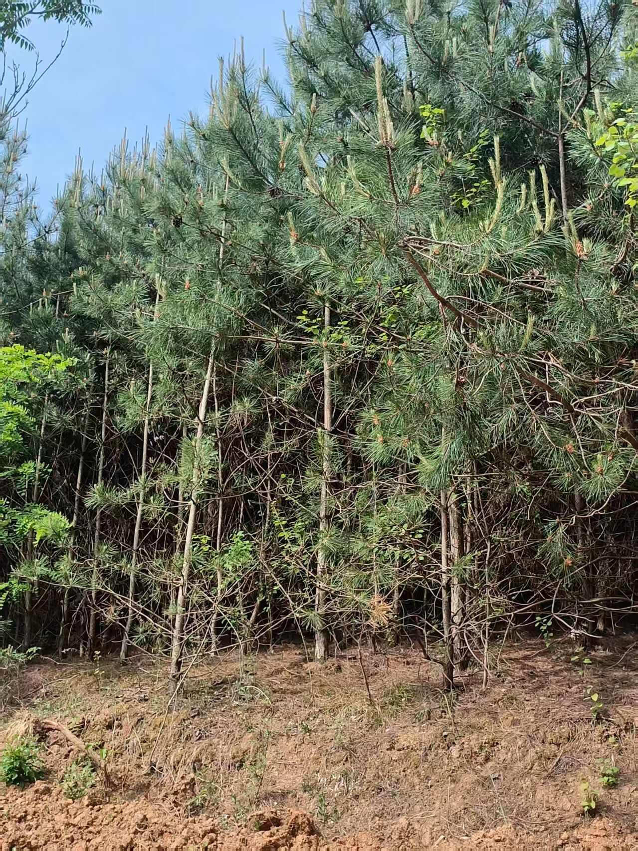 大田种，高3一4米，近十万棵，地近3一5公分，交通便利。
