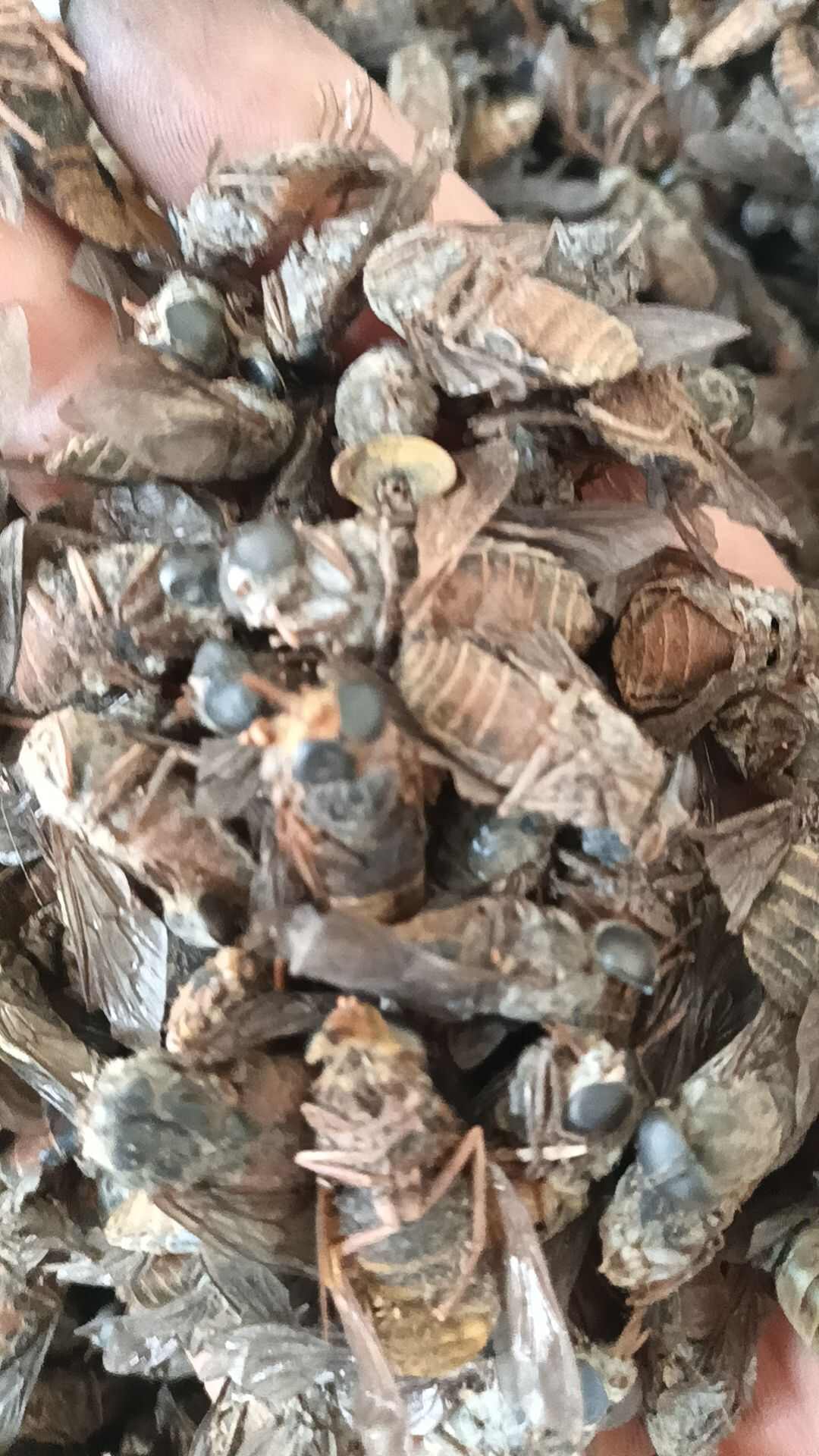 正品大牛虻虫