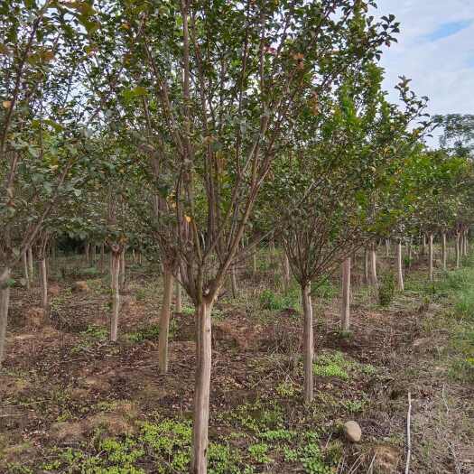 九江紫薇、紫薇树2一10公分有现货供应！欢迎来电咨询！