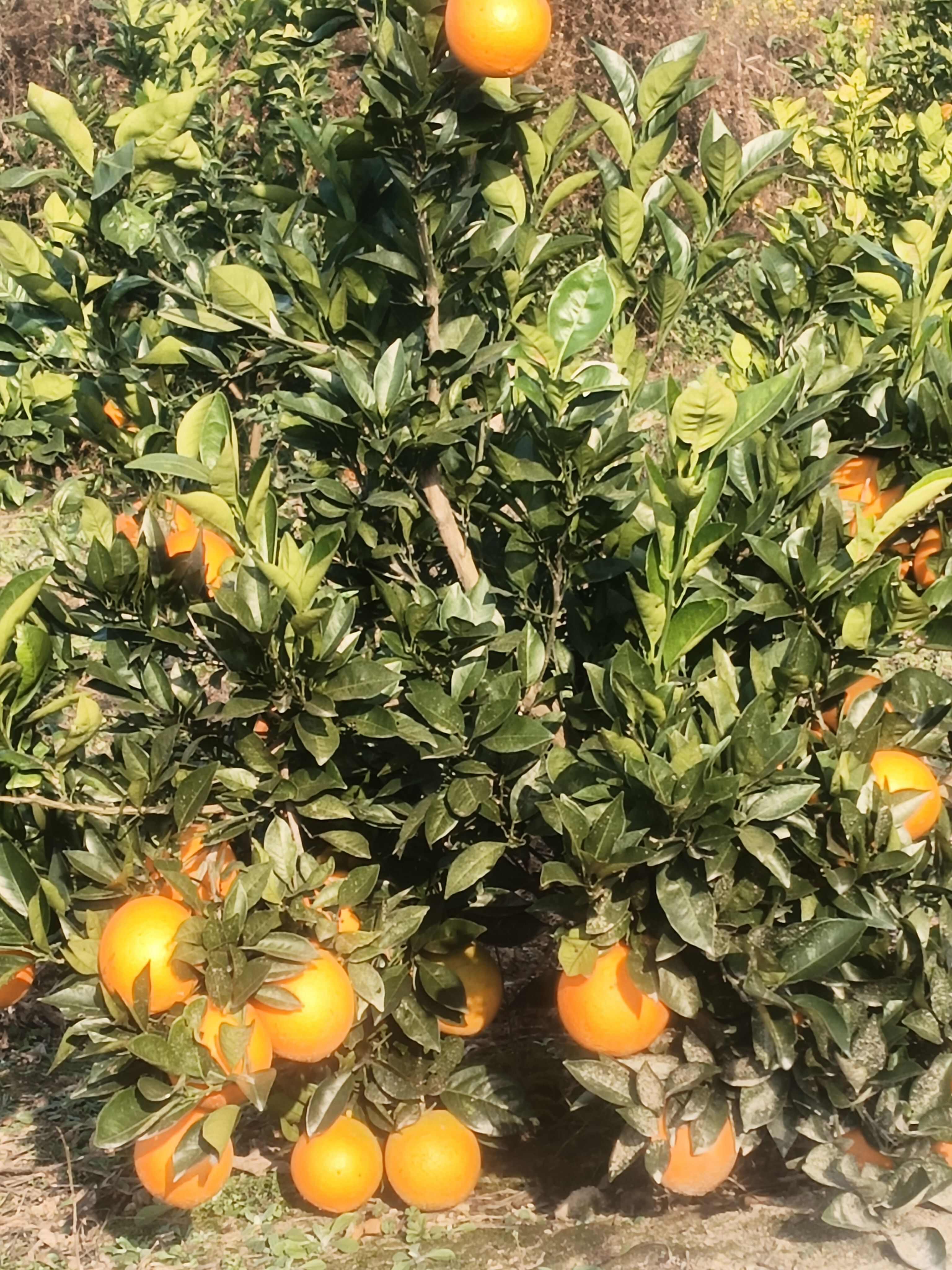 国庆1号蜜桔，个大汁多，皮面光滑，颜色鲜红，口感好！