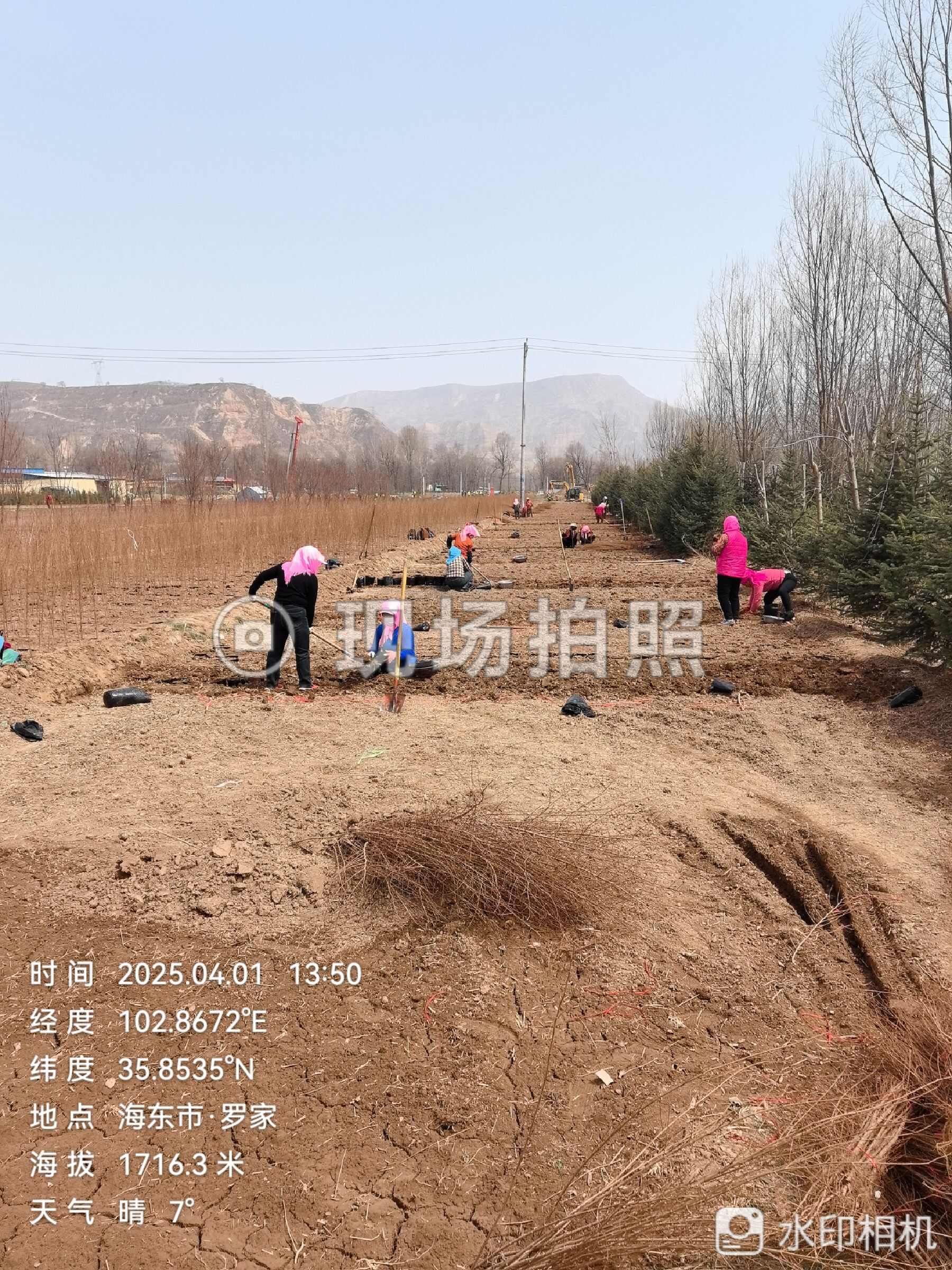 榆树