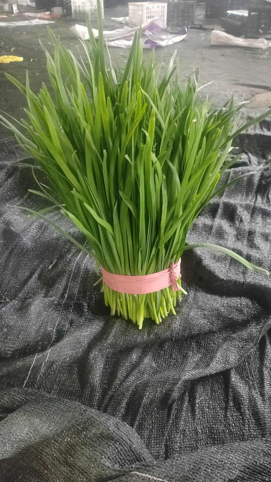 织金韭菜