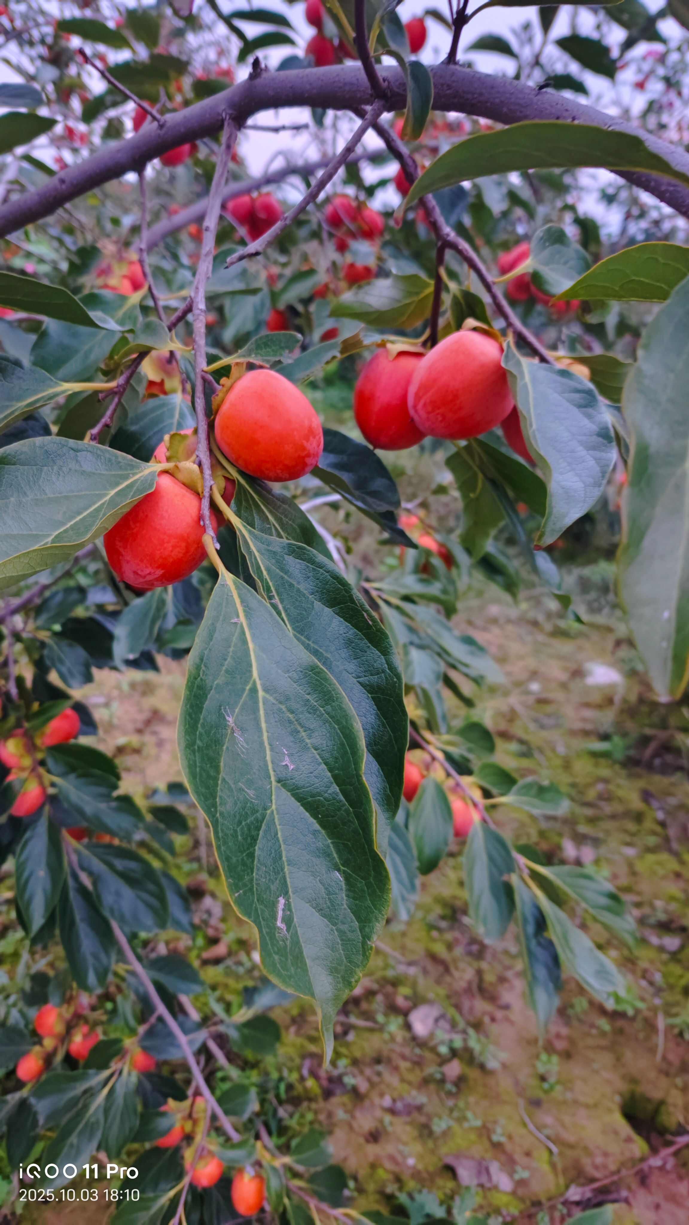 吊红柿子香甜可口软糯可口