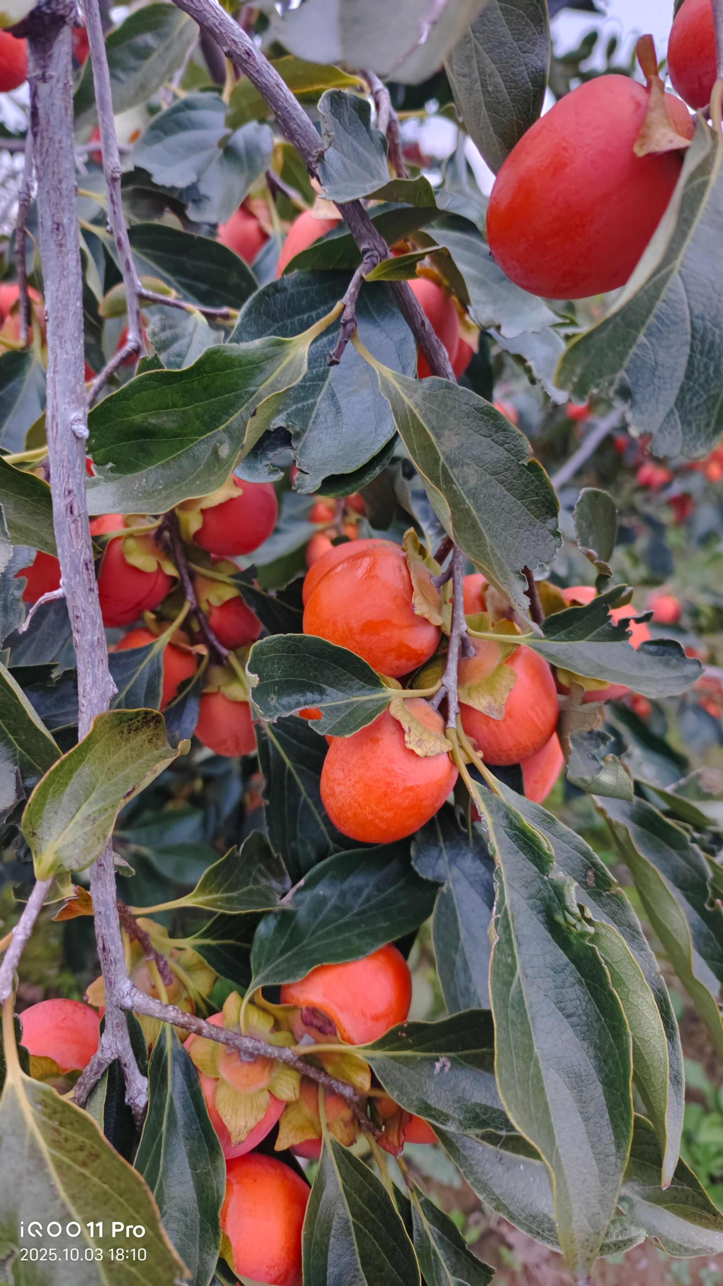 吊红柿子香甜可口软糯可口