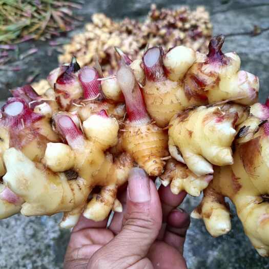 麻栗坡县小黄姜