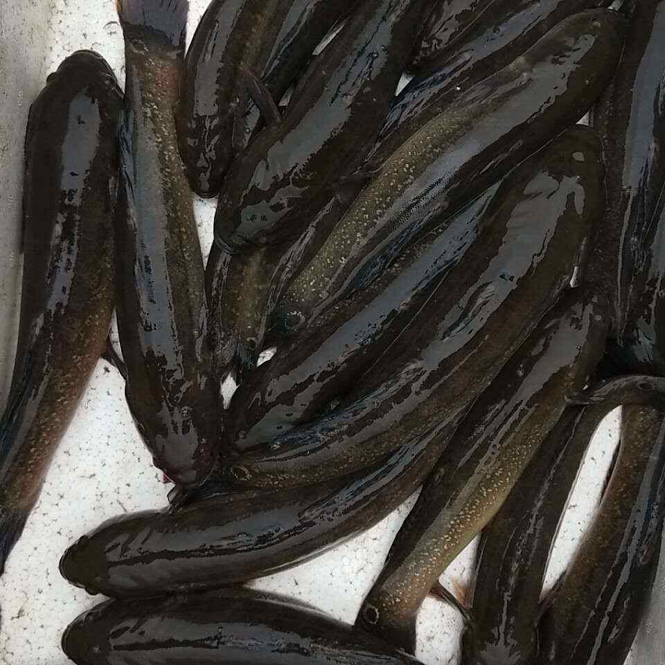 中华乌塘鳢 土鱼