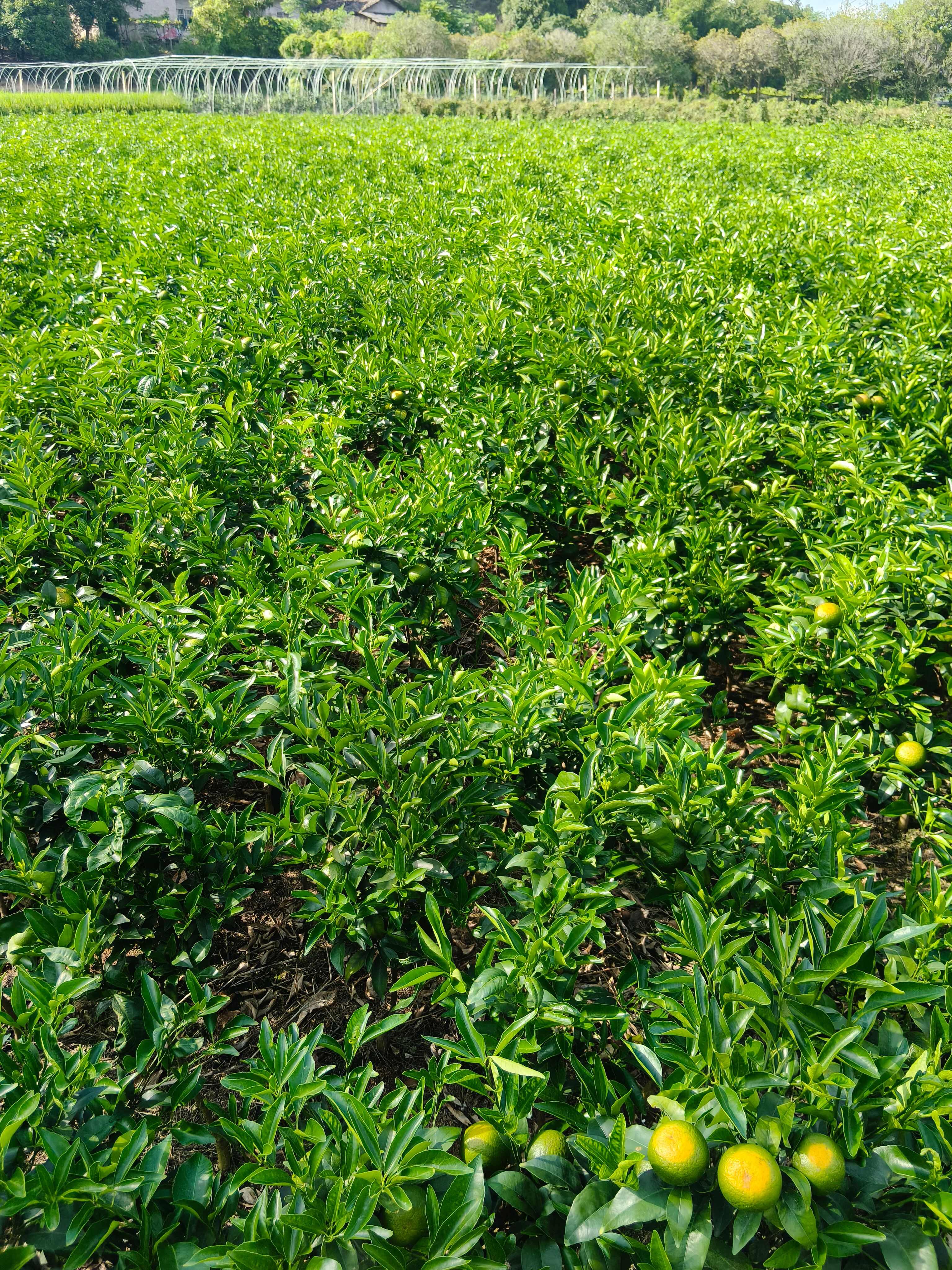 带果有仔沃柑移栽苗，种值一年挂果，栽种方便无需担忧盘根问题