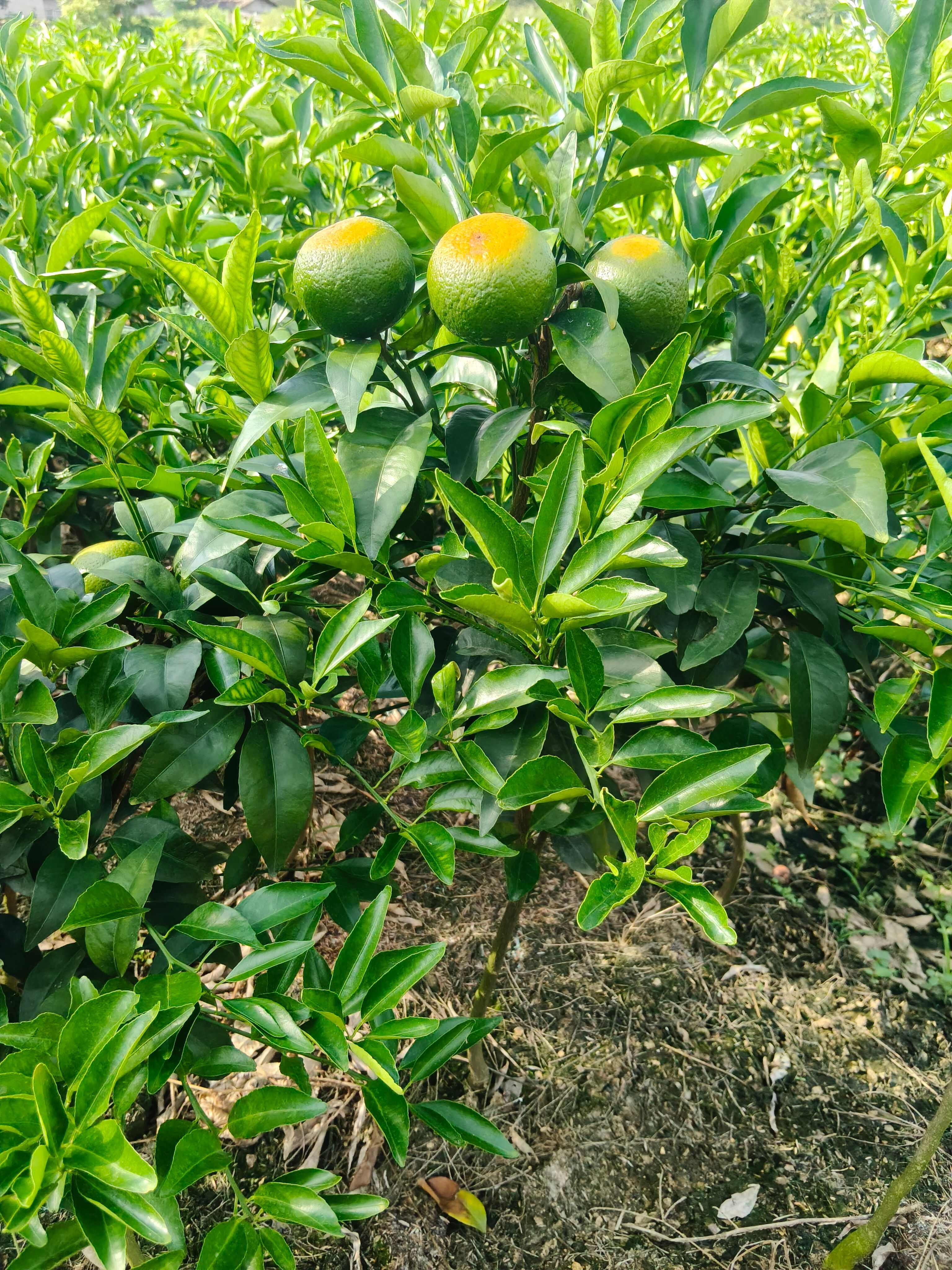 带果有仔沃柑移栽苗，种值一年挂果，栽种方便无需担忧盘根问题