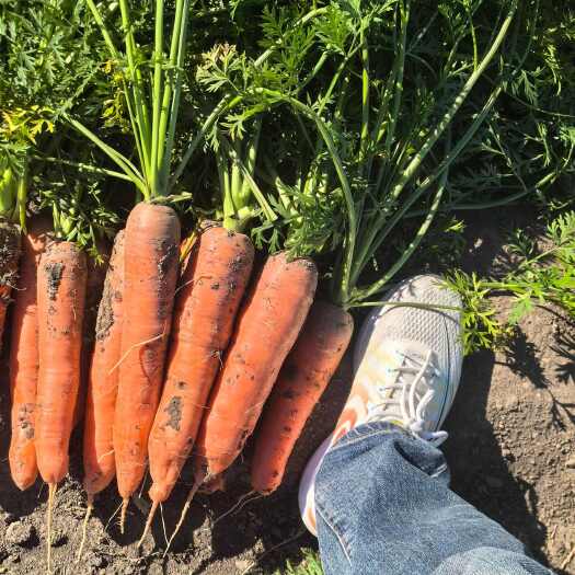 龙江县龙江县精品胡萝卜通货30万斤出售