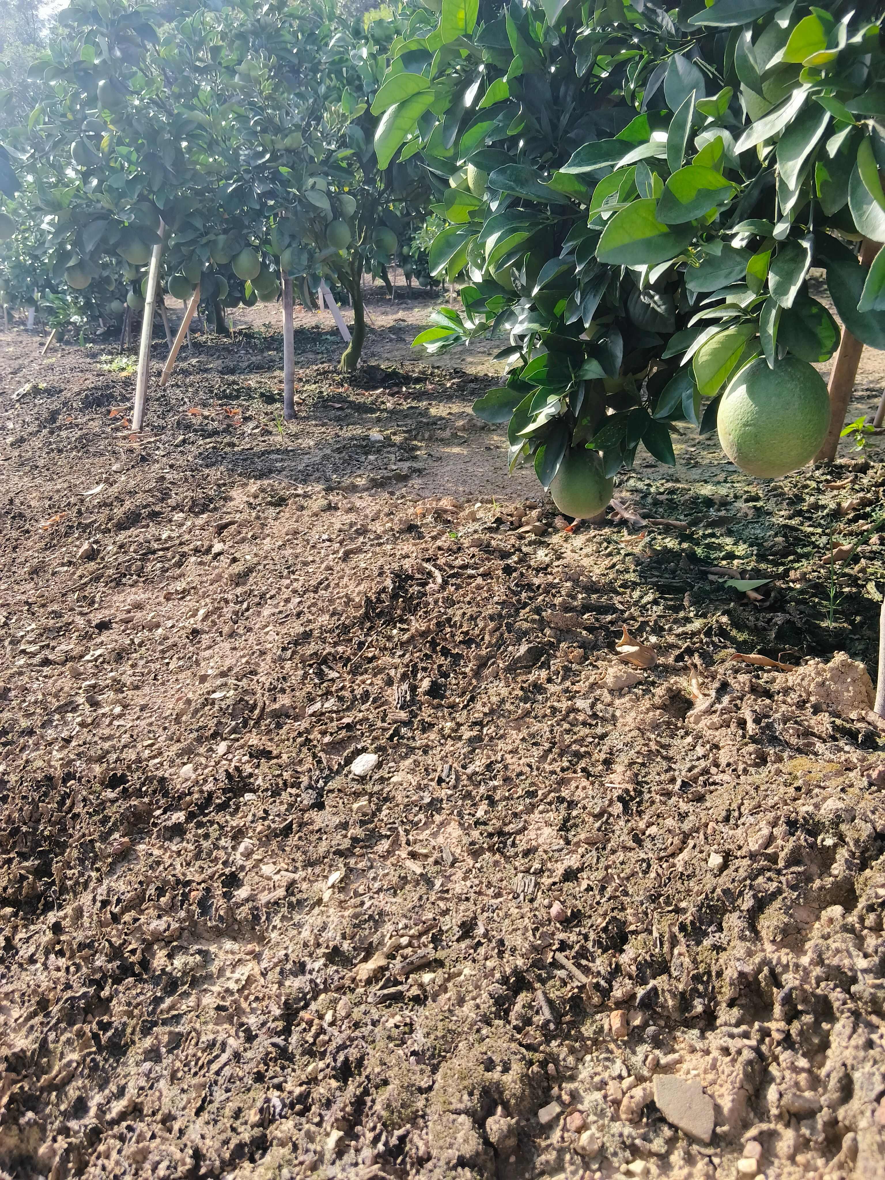 带果有仔沃柑移栽苗，种值一年挂果，栽种方便无需担忧盘根问题