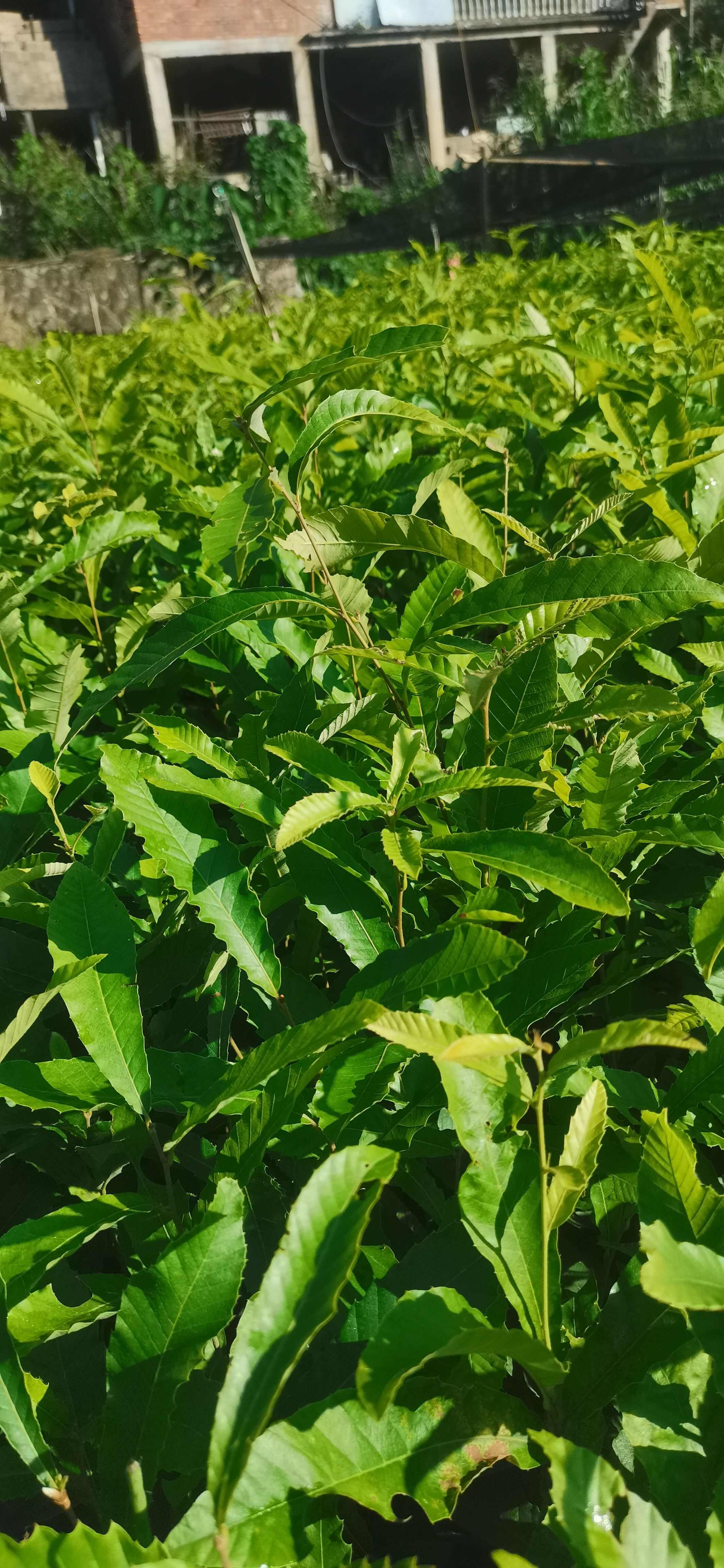 麻栎树苗